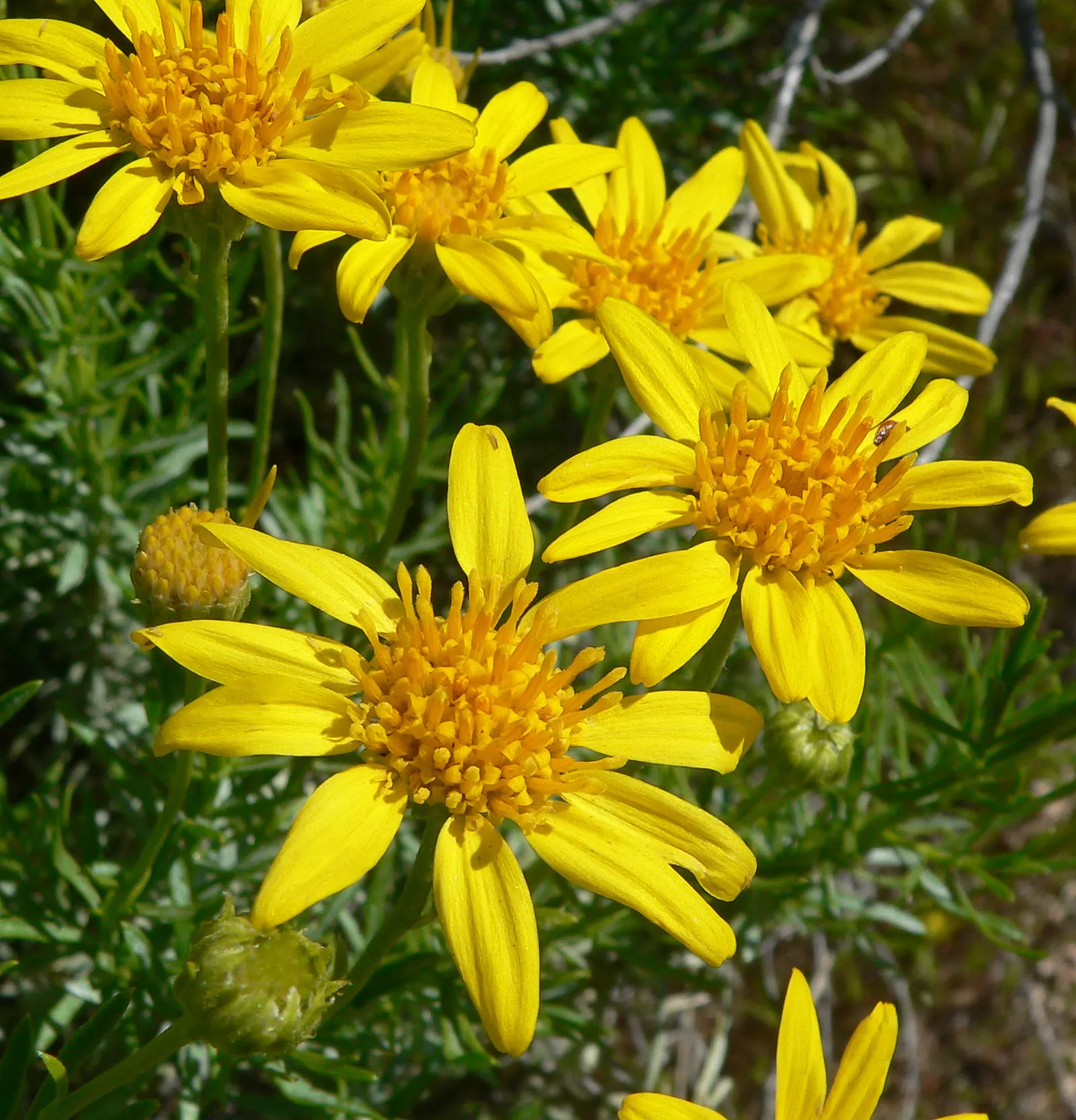 Linear Leaved Goldenbush (Ericameria Linearifolia) — Remarkable for its drought resistance and ability to flourish in poor soils