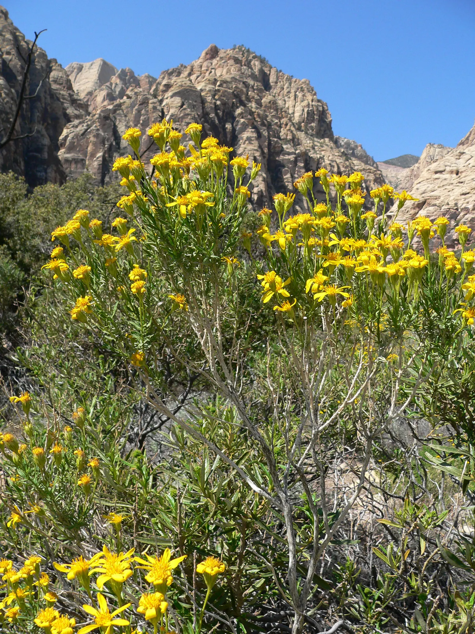 Linear Leaved Goldenbush (Ericameria Linearifolia) — commonly referred to as the Linear Leaved Goldenbush