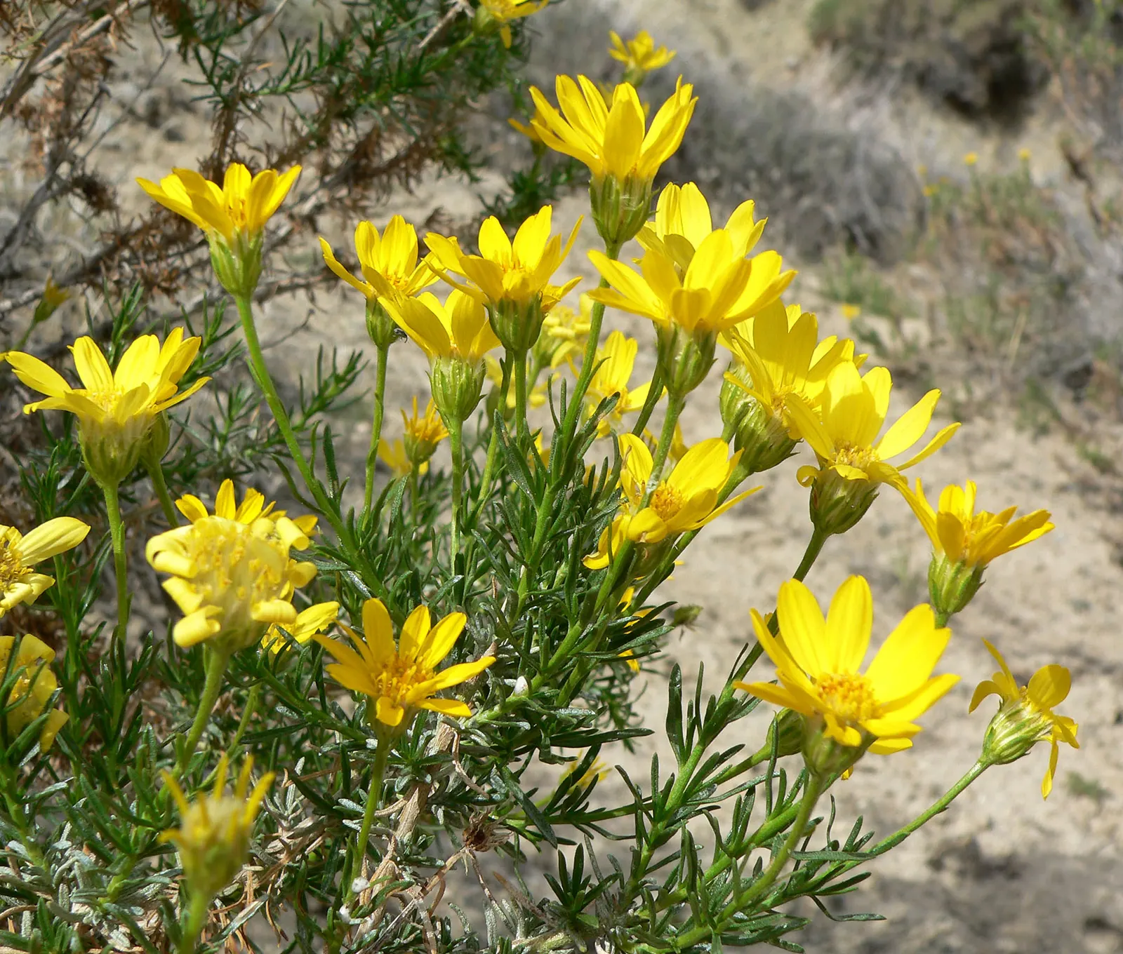 Linear Leaved Goldenbush (Ericameria Linearifolia) — Recognizable by its narrow
