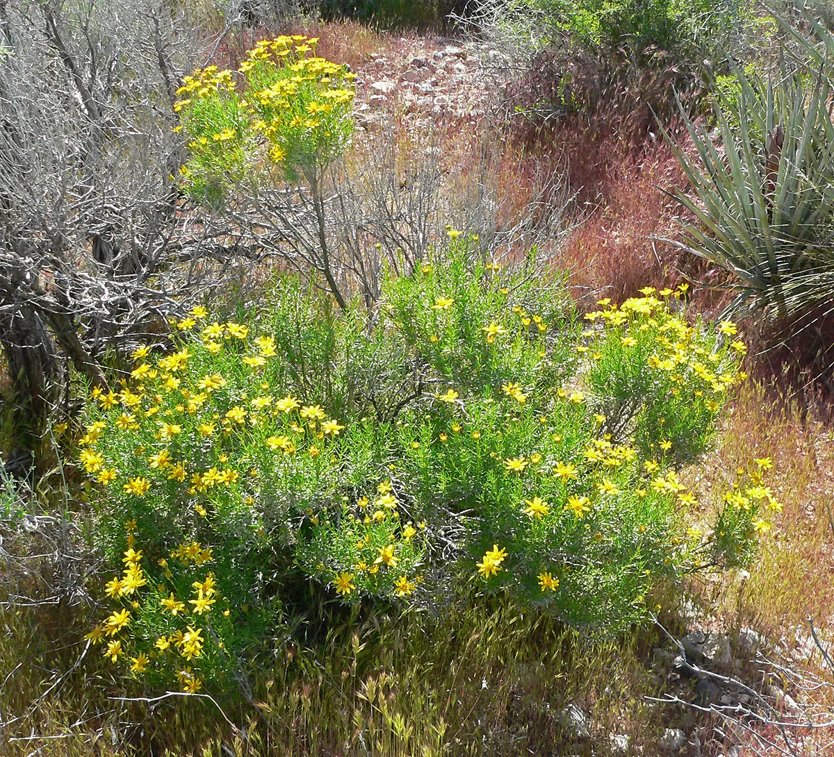 Linear Leaved Goldenbush (Ericameria Linearifolia) — measuring about 1 to 3 inches long