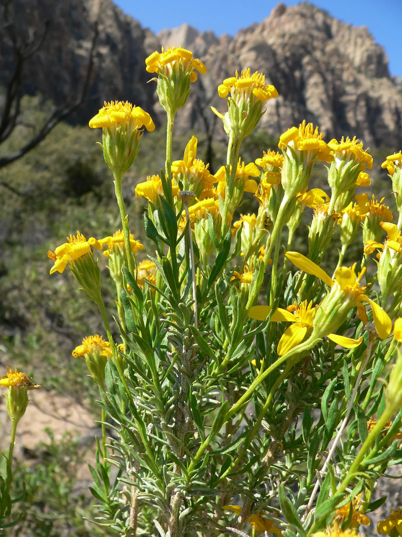 Linear Leaved Goldenbush (Ericameria Linearifolia) — dark green leaves and golden-yellow flower clusters