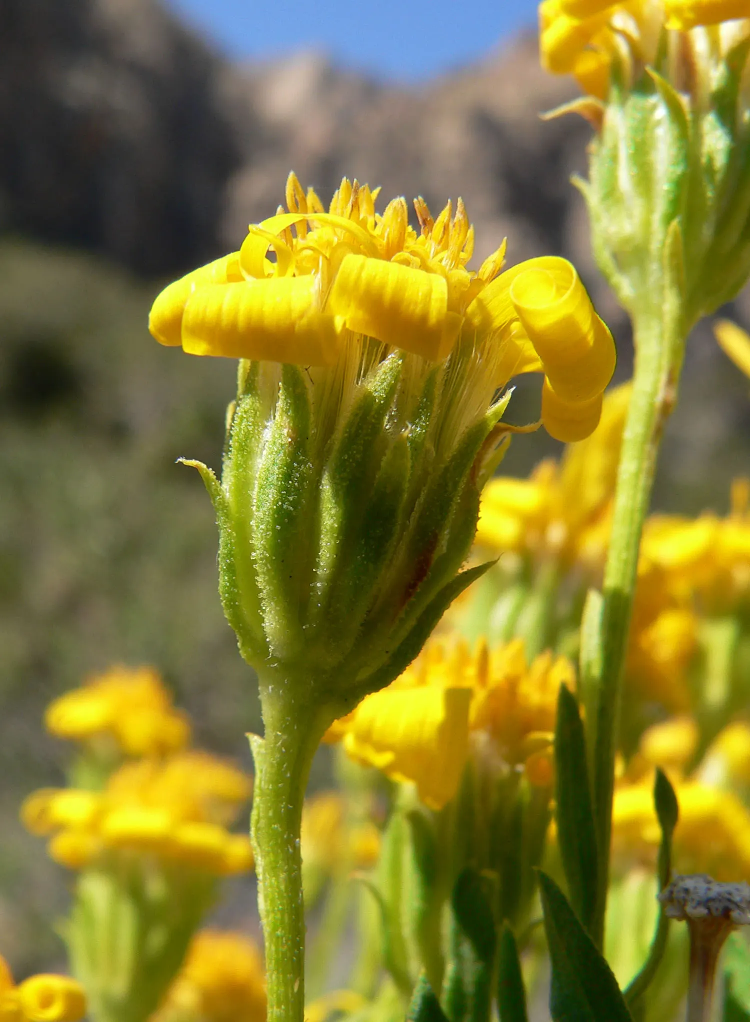 Linear Leaved Goldenbush (Ericameria Linearifolia) — is an evergreen shrub distinguished by its long