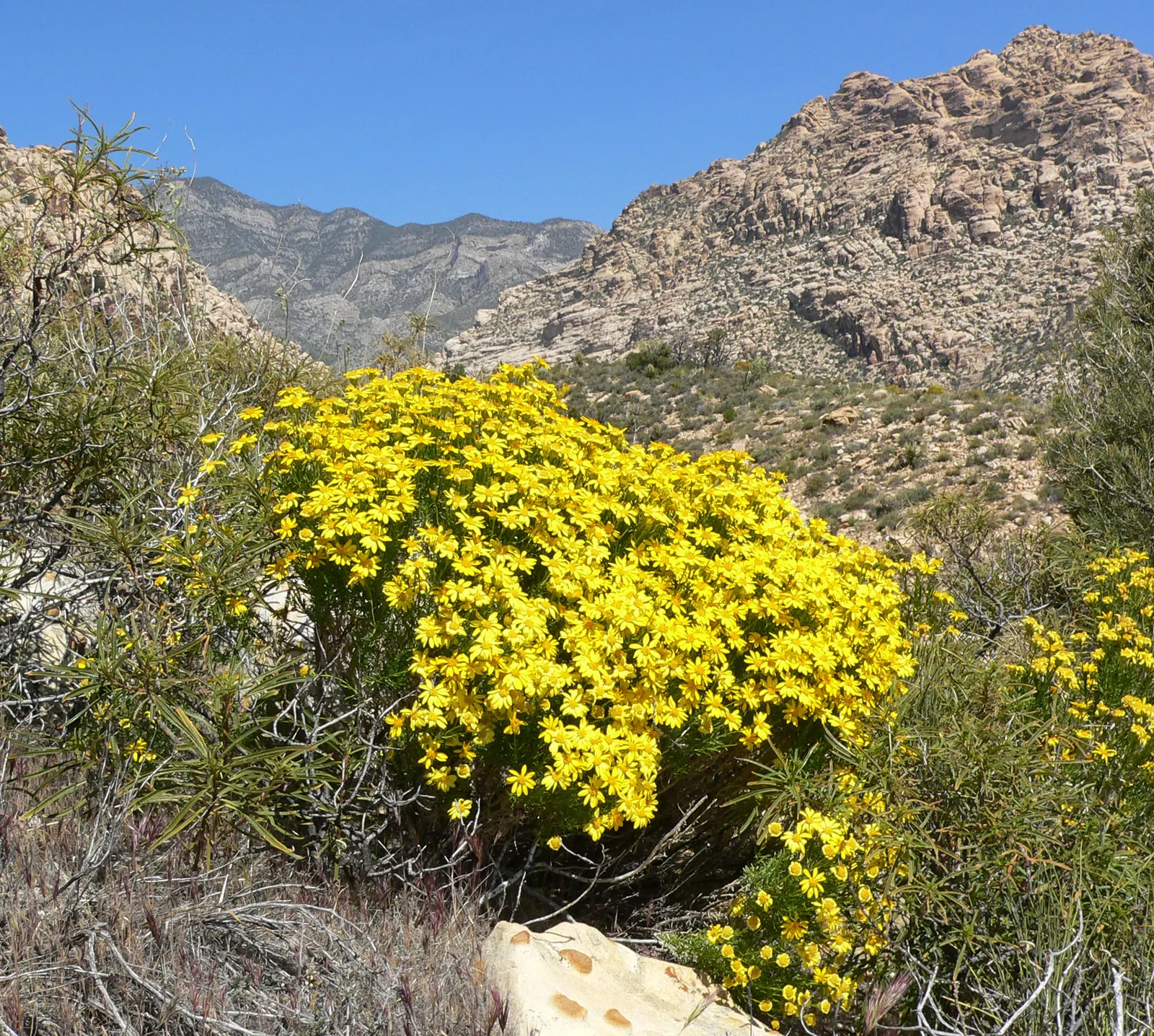 Linear Leaved Goldenbush (Ericameria Linearifolia) — has a needle-like appearance