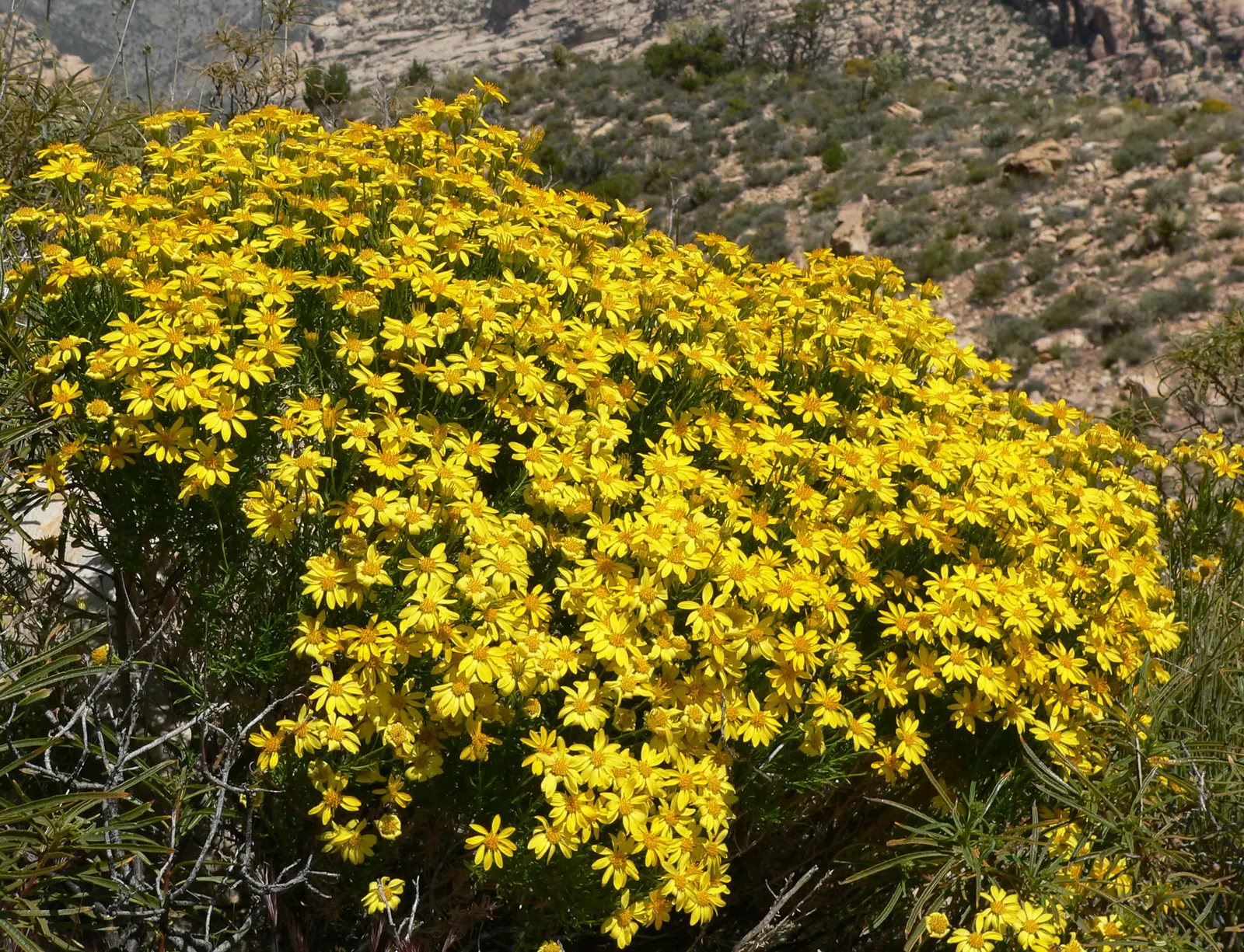 Linear Leaved Goldenbush (Ericameria Linearifolia) — evergreen shrub native to southwestern US deserts