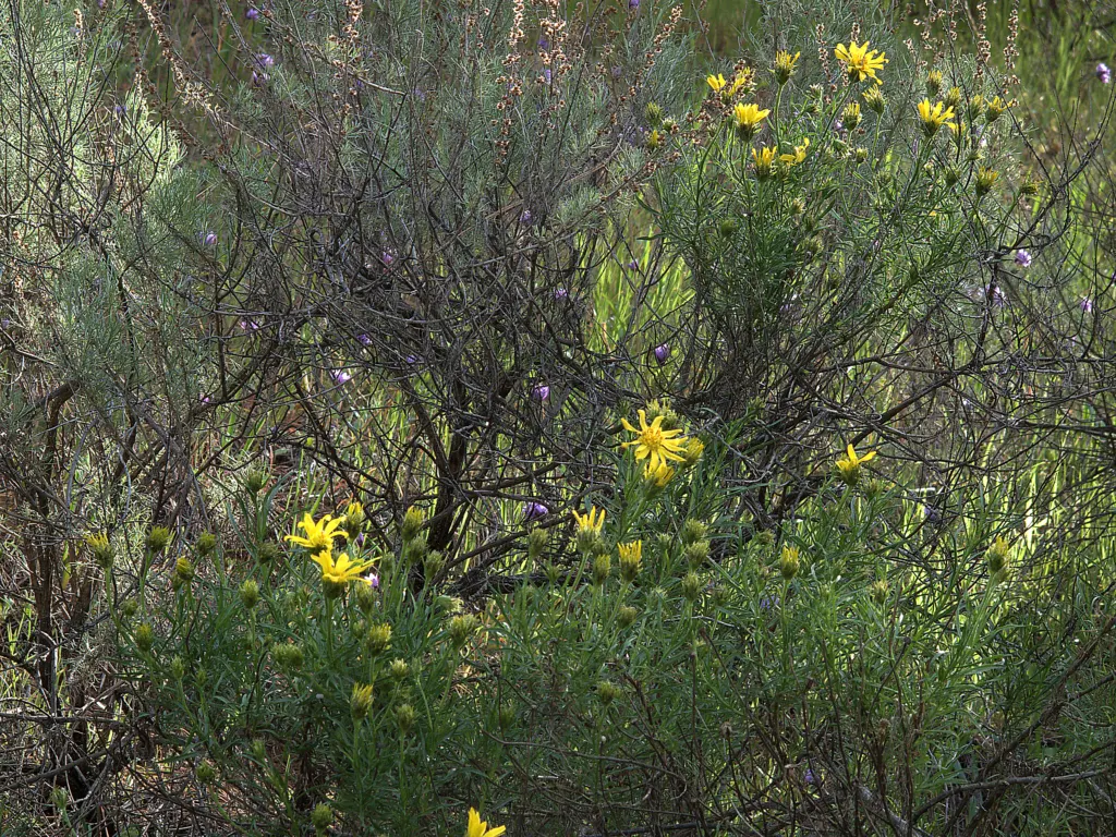 Linear Leaved Goldenbush (Ericameria Linearifolia) — which complements the dense