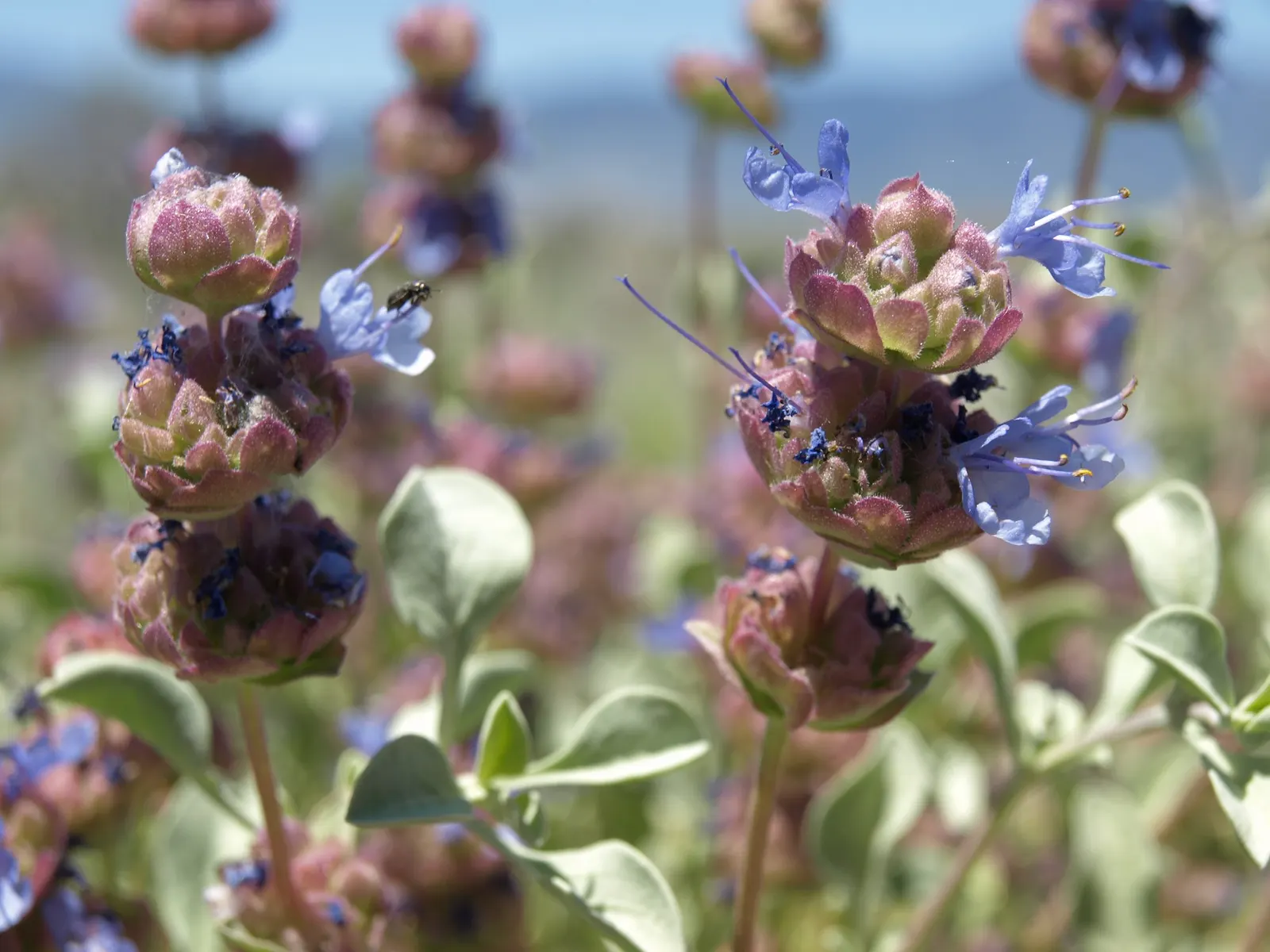 Desert Sage (Salvia dorrii) — and as an accent plant in sustainable landscape designs