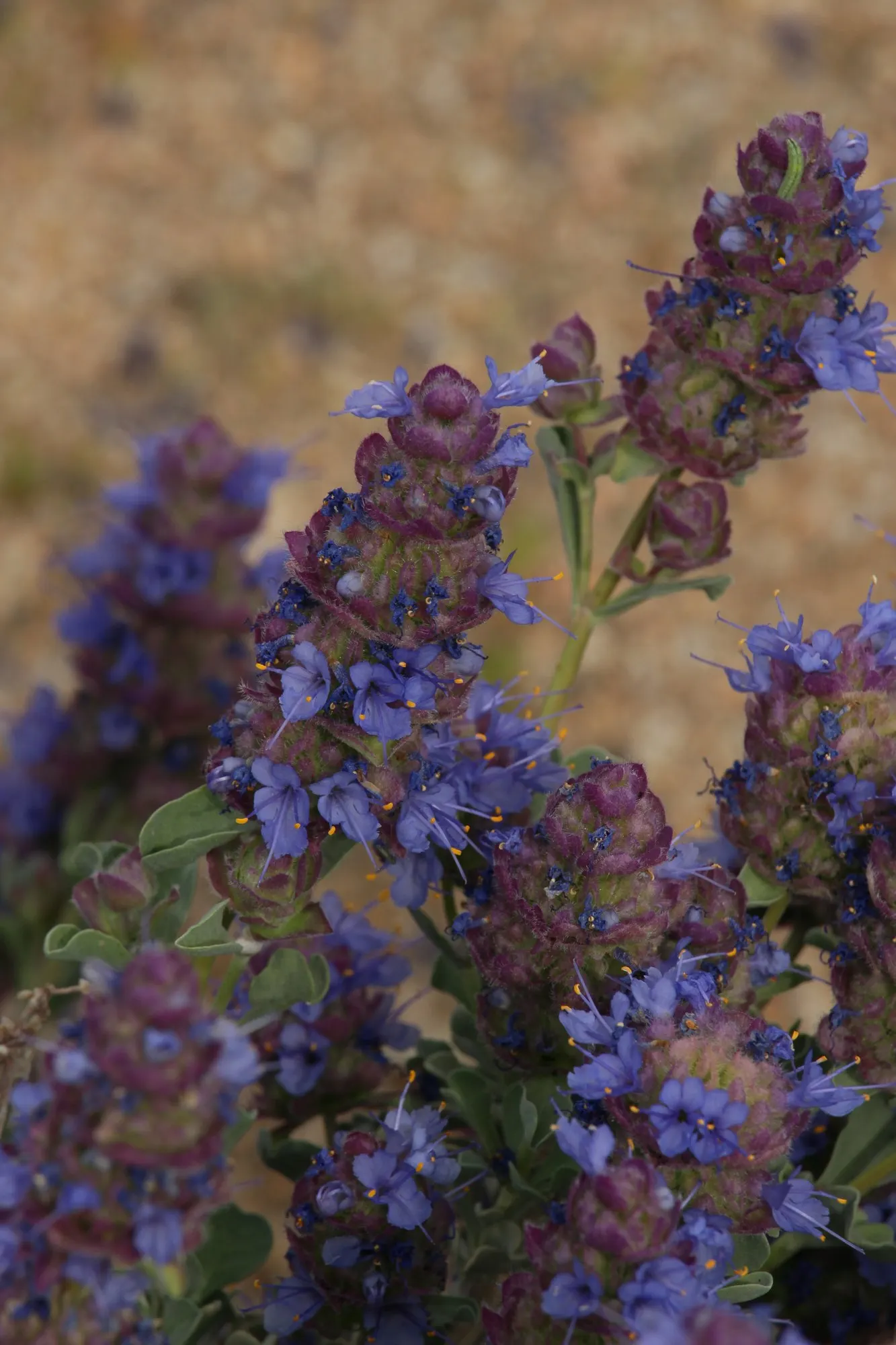 Desert Sage (Salvia dorrii) — with a preference for sandy or gravelly compositions