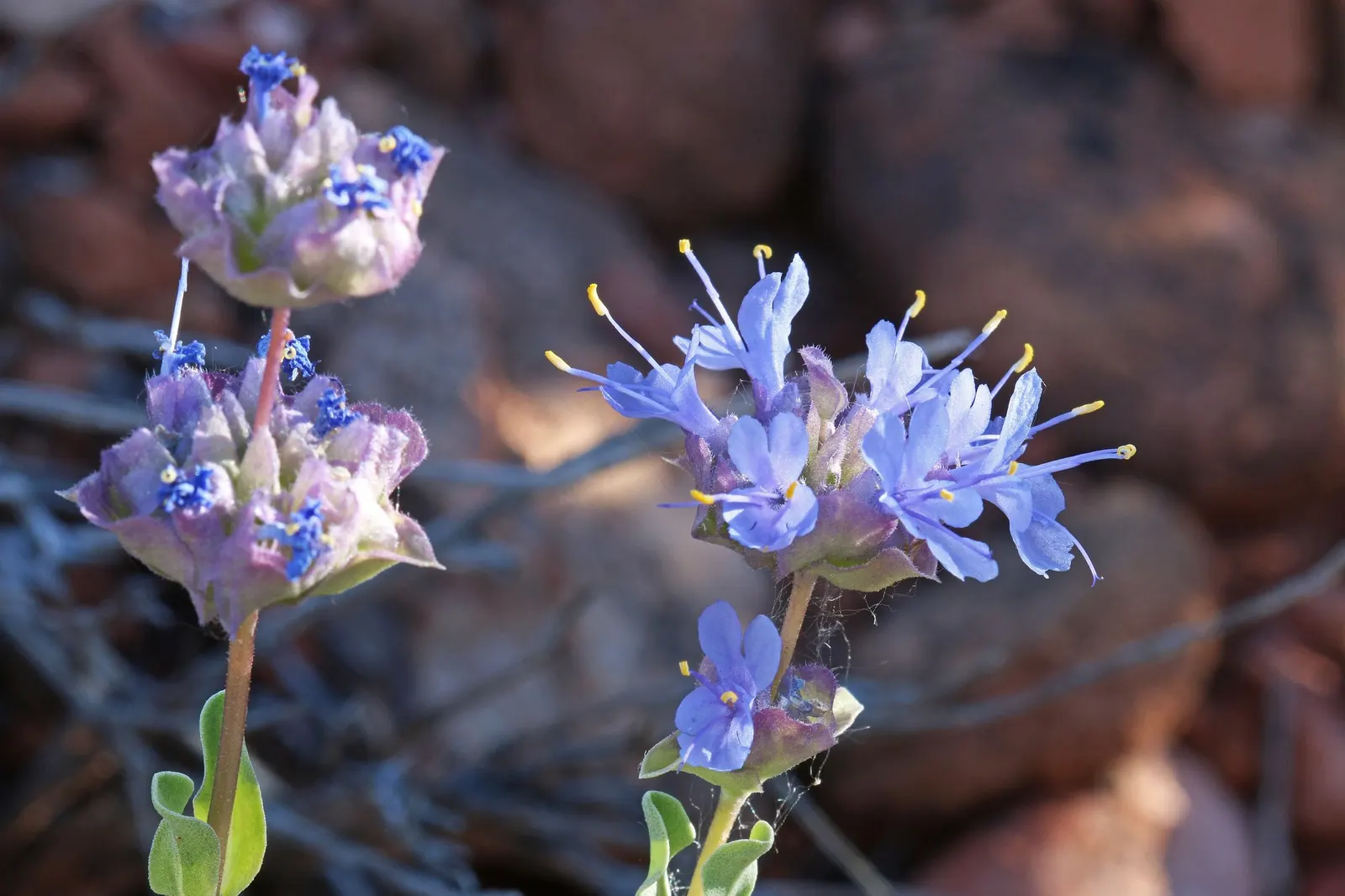 Desert Sage (Salvia dorrii) — scientifically known as Salvia dorrii