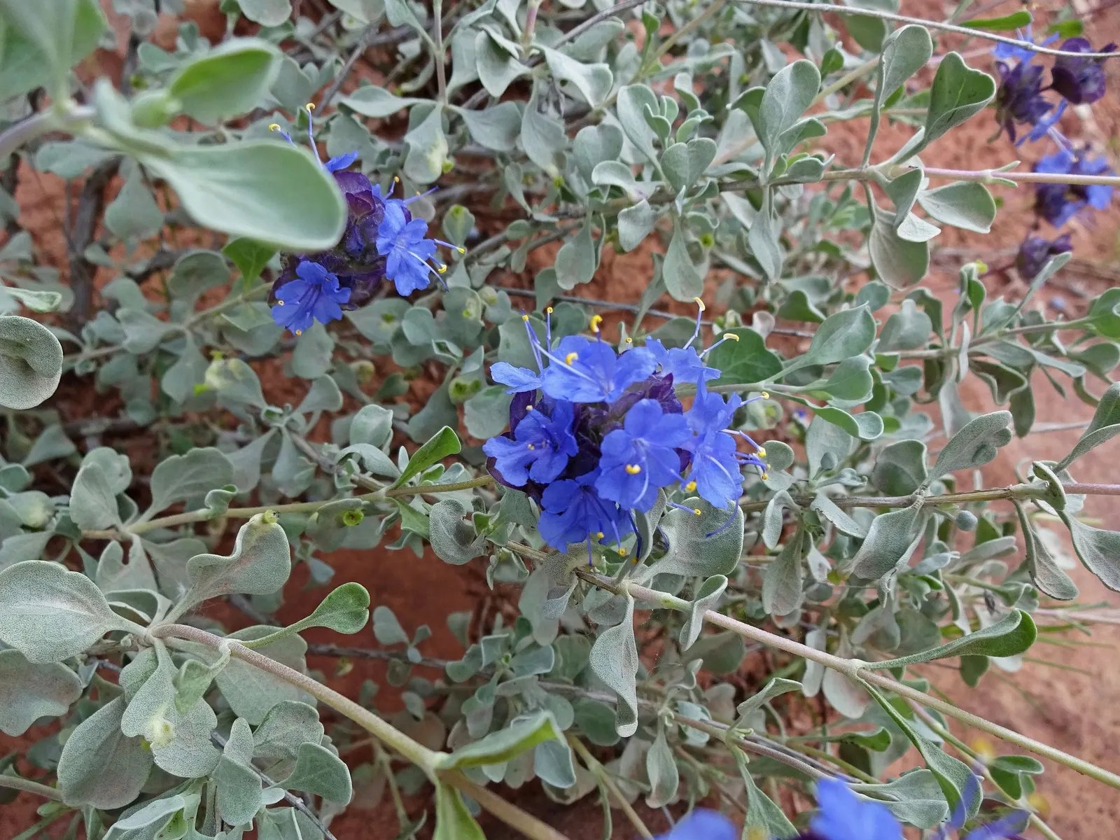 Desert Sage (Salvia dorrii) — is a resilient and aromatic perennial that thrives in arid conditions