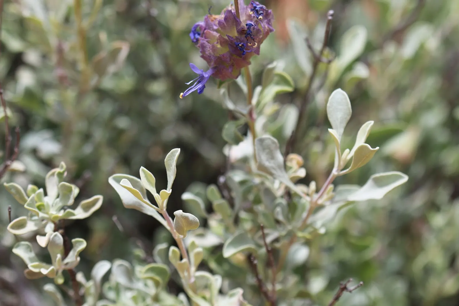 Desert Sage (Salvia dorrii) — Hardiness zones 5-9, it attracts pollinators while providing low-maintenance beauty in the landscape