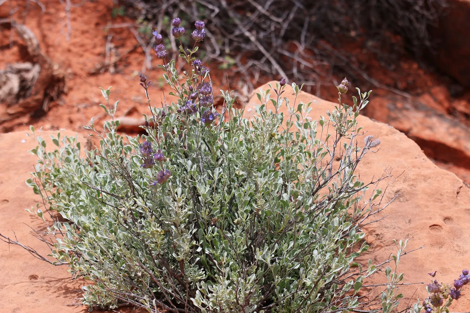 Desert Sage (Salvia dorrii) — Its woody stems support silver-gray leaves and vibrant purple-blue flowers blooming May to July