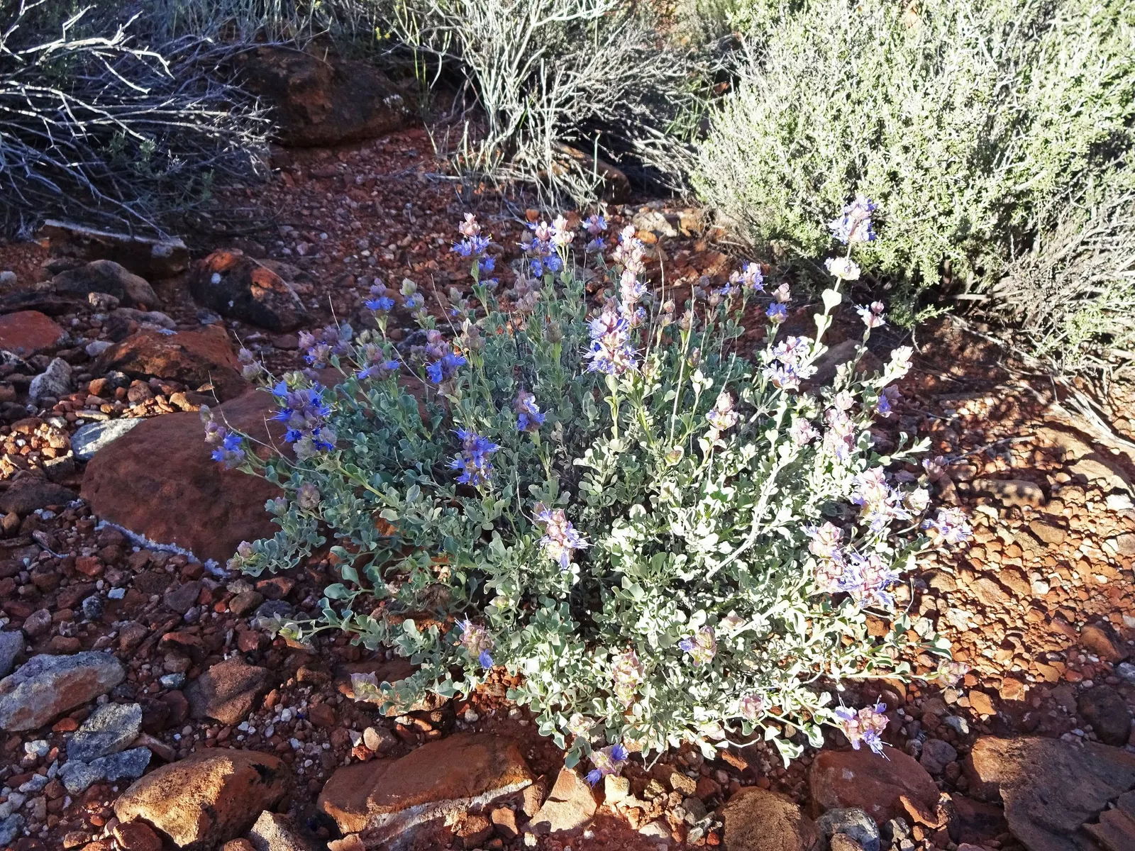 Desert Sage (Salvia dorrii) — compact bush that maintains a neat appearance throughout the growing season