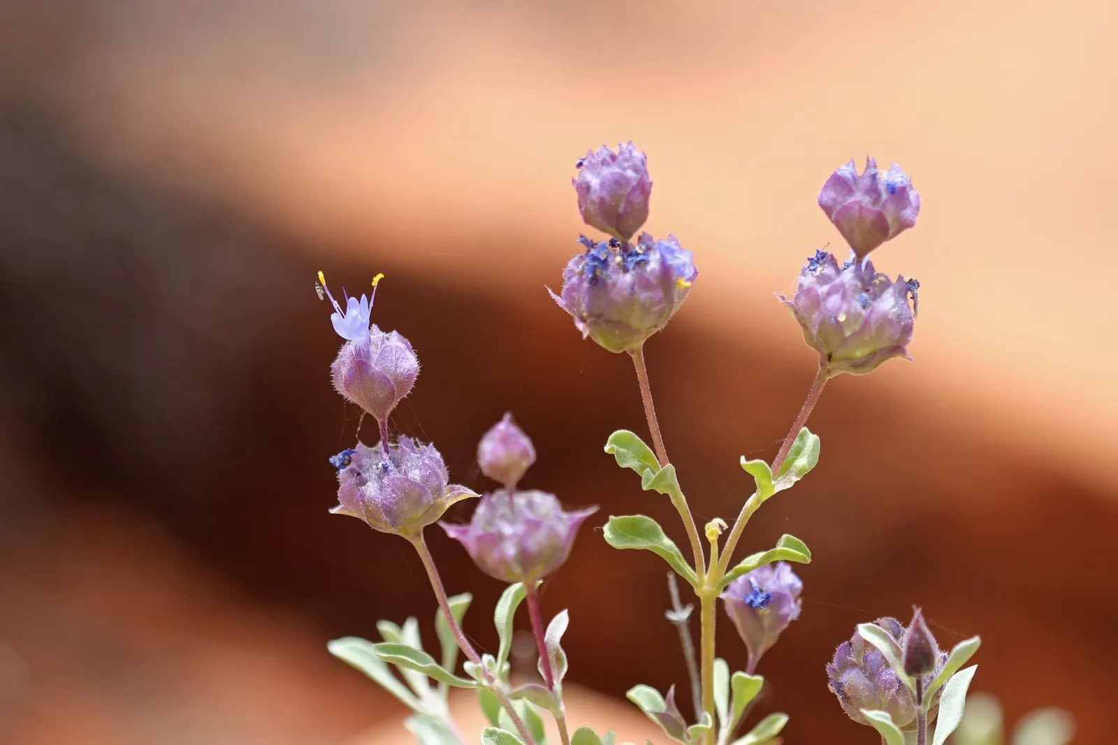 Desert Sage (Salvia dorrii) — This drought-resistant plant prefers full sun and well-drained soils, adding a splash of color to xeriscapes