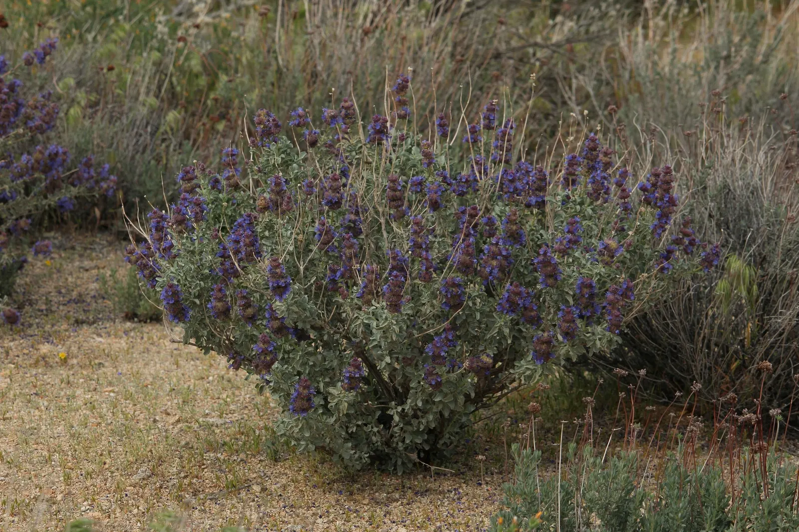 Desert Sage (Salvia dorrii) — blue and lavender and purple flowers in the garden