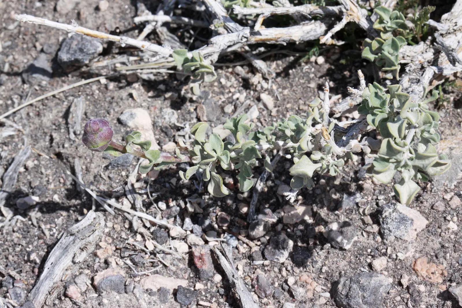 Desert Sage (Salvia dorrii) — Salvia dorrii not only conserves water but also offers a sensuous herbal fragrance