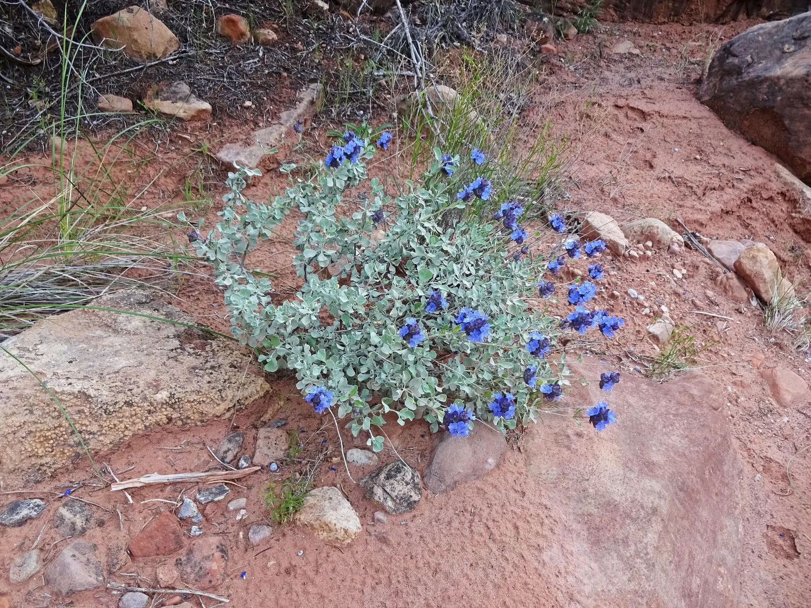 Desert Sage (Salvia dorrii) — Desert Sage forms a rounded