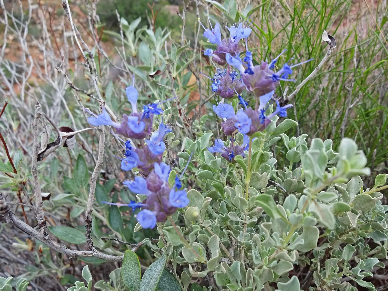 Desert Sage (Salvia dorrii) — the plant supports local pollinator populations by attracting bees