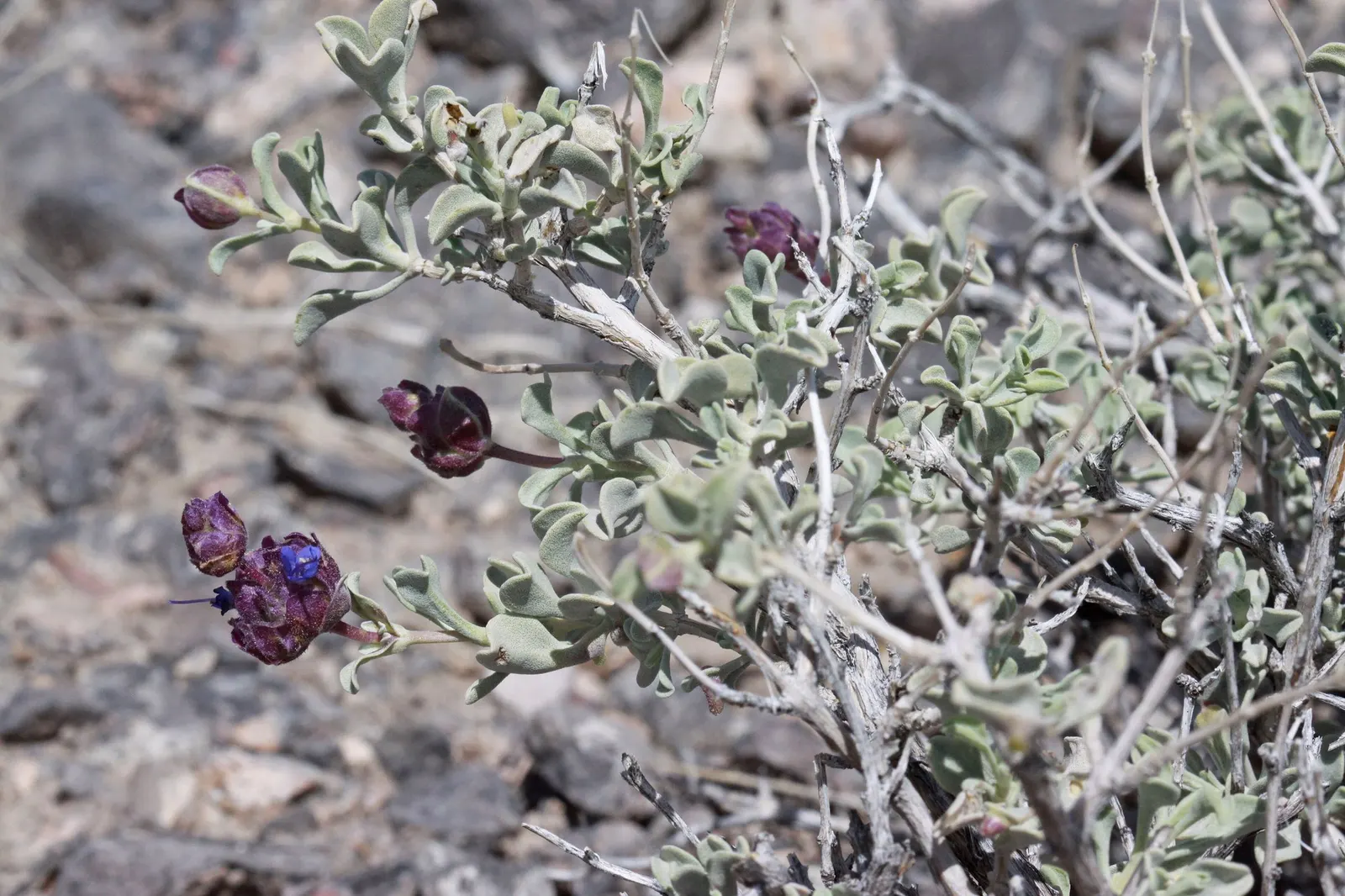Desert Sage (Salvia dorrii) — especially when its leaves are crushed