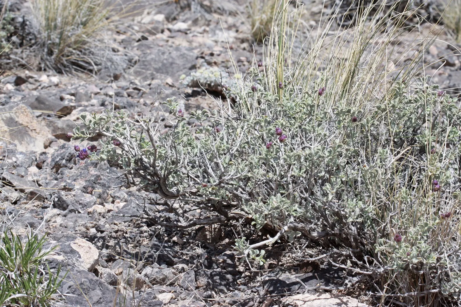 Desert Sage (Salvia dorrii) — Its charming form and color make it an ideal selection for rock gardens