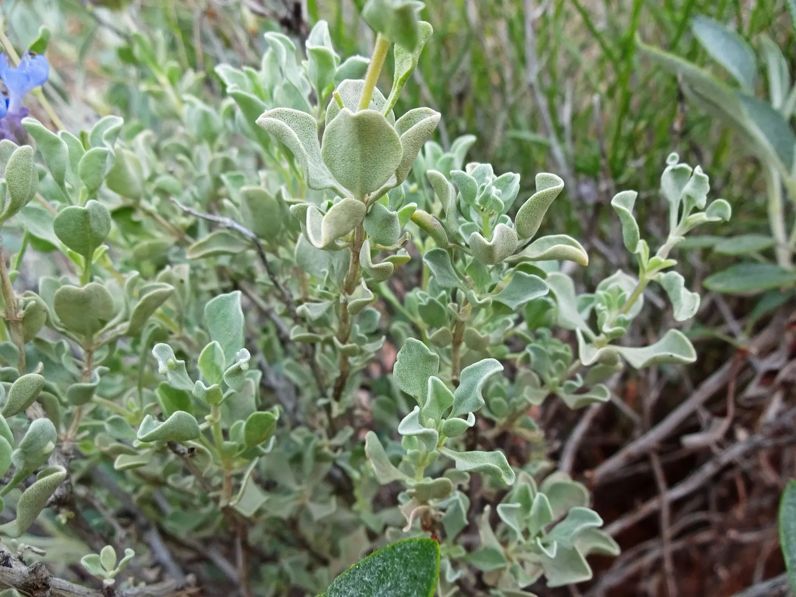Desert Sage (Salvia dorrii) — making it incredibly drought-tolerant once established.<br><br>Blooming from late spring into early summer
