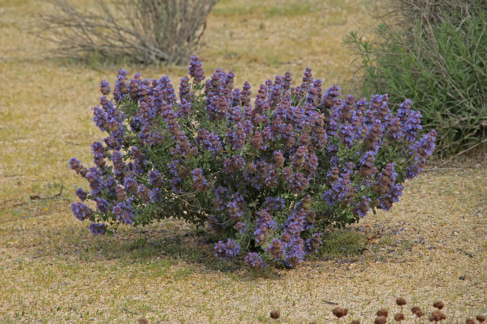 Desert Sage (Salvia dorrii) — vital for maintaining a healthy ecosystem