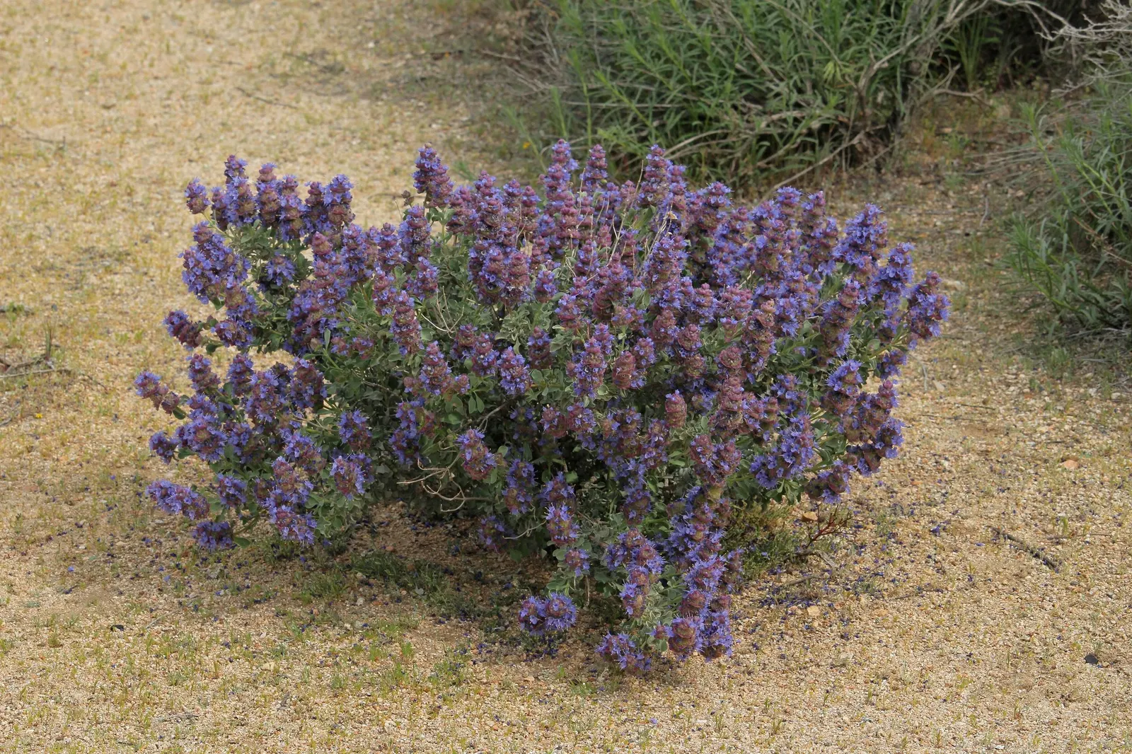 Desert Sage (Salvia dorrii) — The plant's flowers emerge in whorls on spikes
