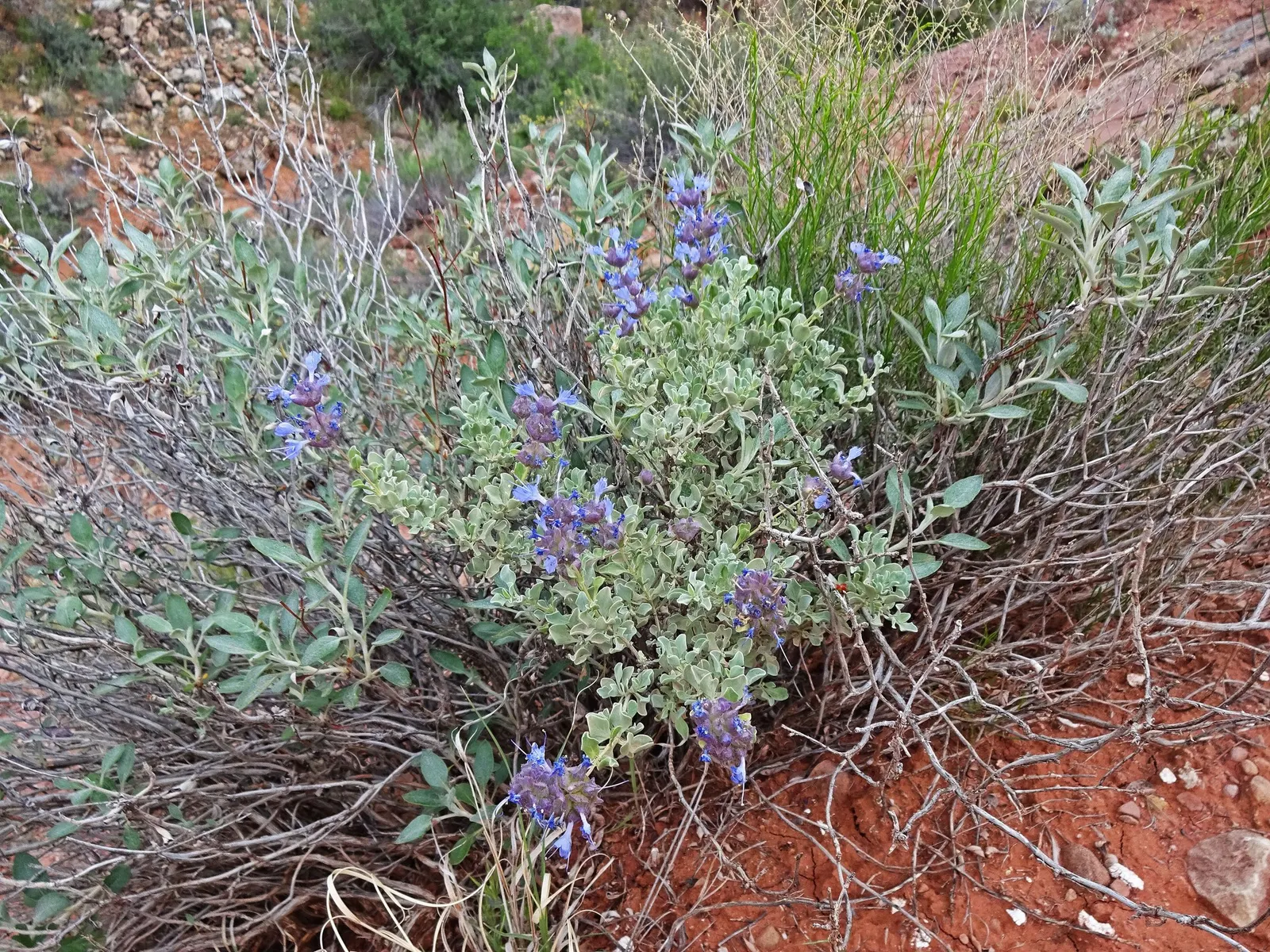 Desert Sage (Salvia dorrii) — It has a deep root system adapted to seeking moisture well beneath the soil surface