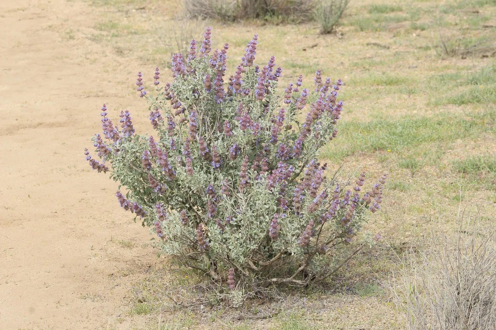 Desert Sage (Salvia dorrii) — It is hardy to USDA zones 5 through 9, and can endure temperature dips down to -20&deg;F