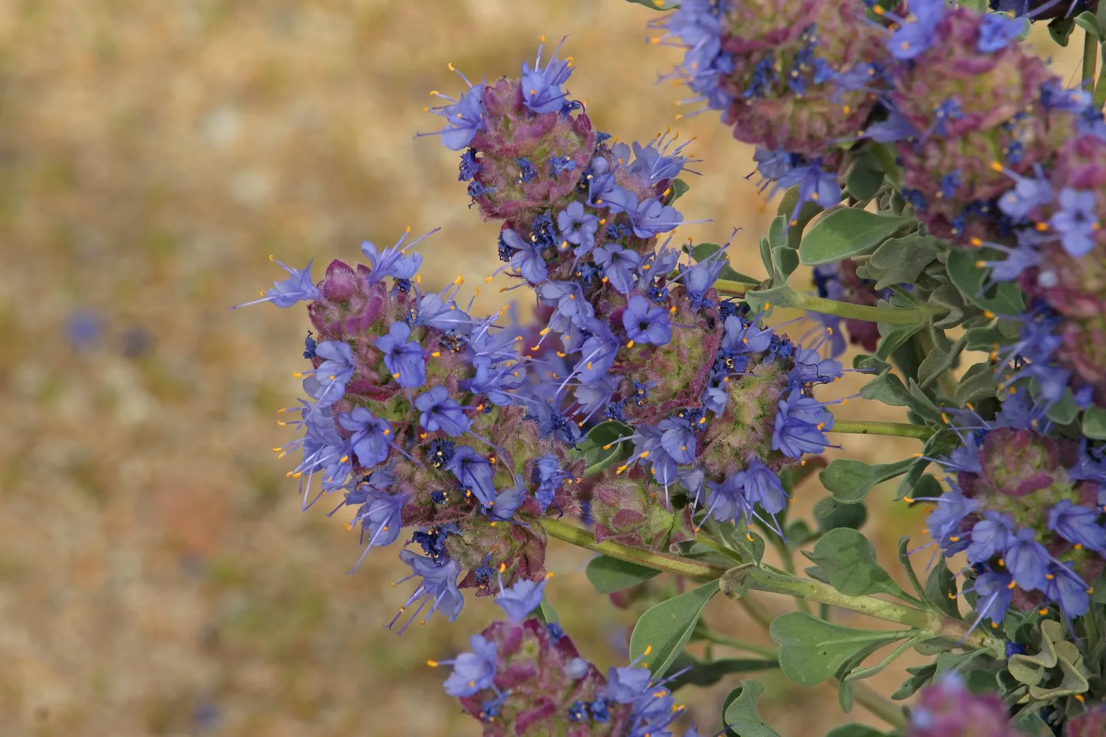 Desert Sage (Salvia dorrii) — Desert Sage is also deer resistant