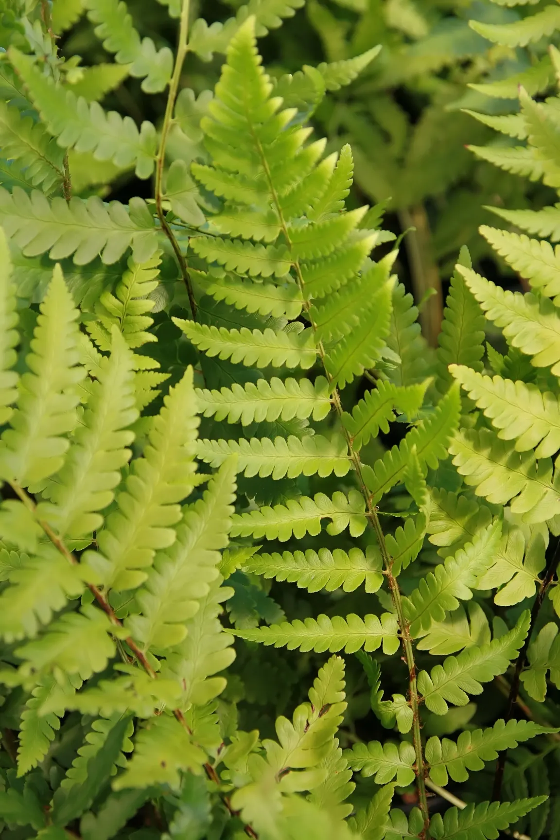 Dixie Wood Fern (Dryopteris X Australis) — The Dixie Wood Fern (Dryopteris x australis) is a robust, semi-evergreen fern, thriving in USDA zones 5-9