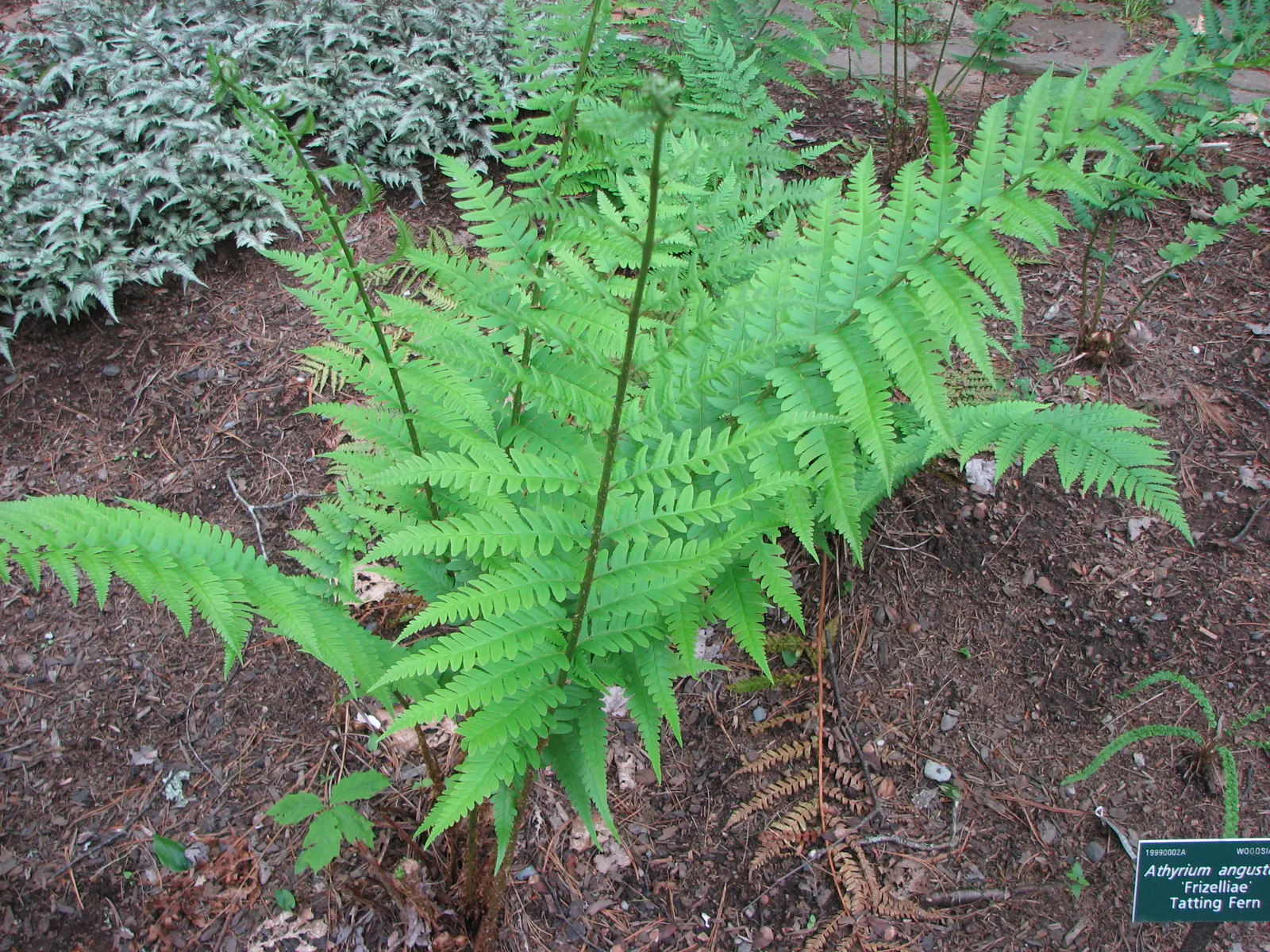 Dixie Wood Fern (Dryopteris X Australis) — It boasts arching fronds reaching 4-5 feet in height and 2-3 feet in spread