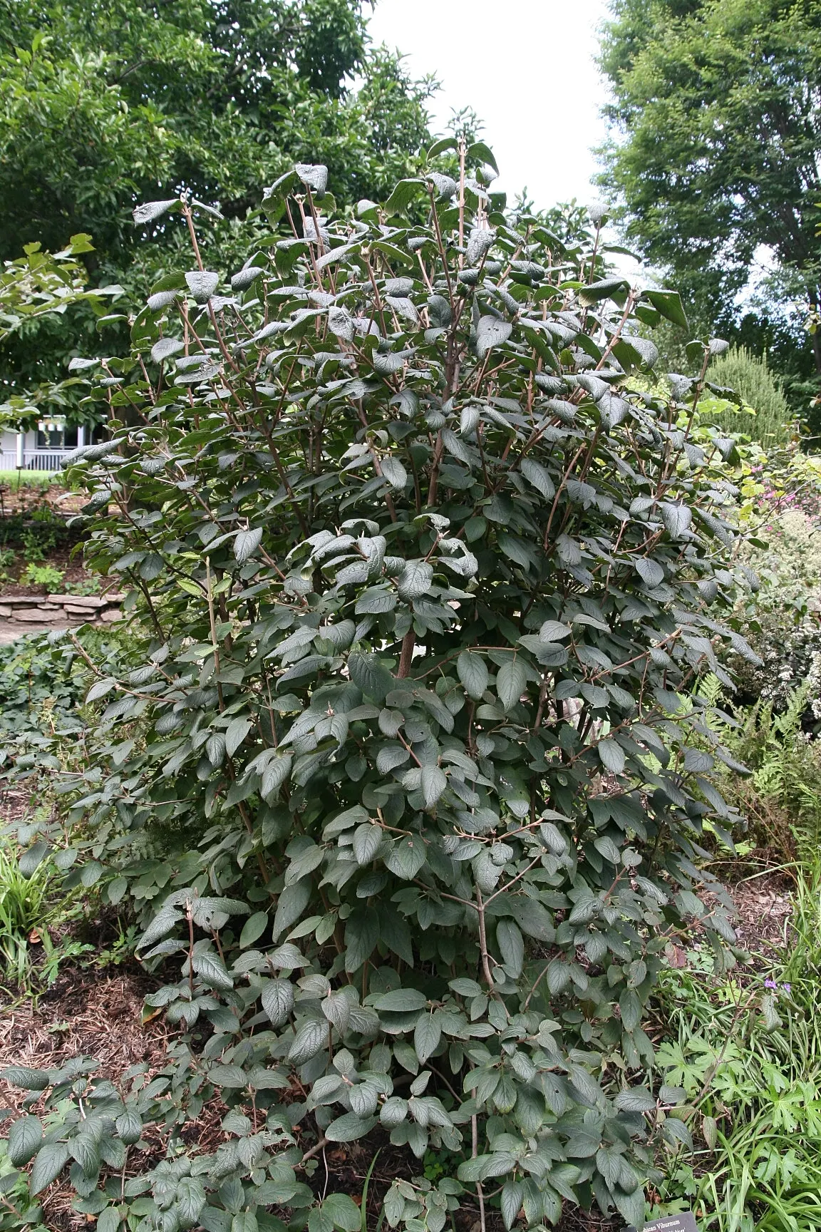 Mohican Viburnum (Viburnum Lantana 'Mohican') — dark green leaves and dense