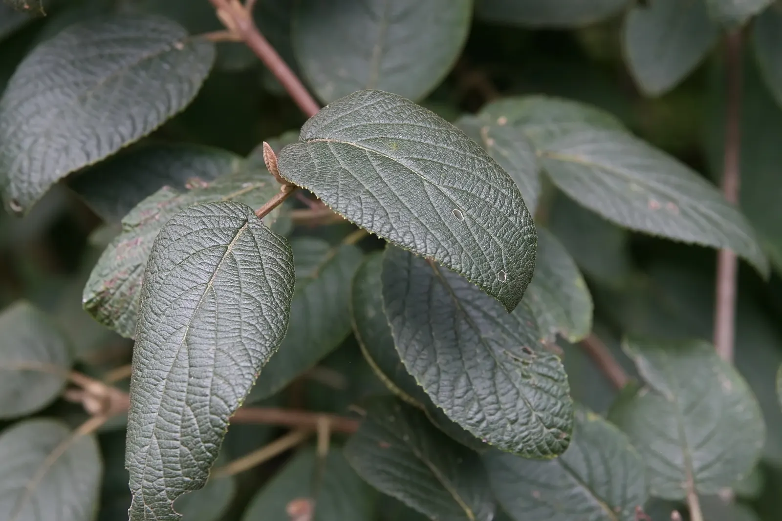 Mohican Viburnum (Viburnum Lantana 'Mohican') — The Mohican Viburnum is a resilient shrub