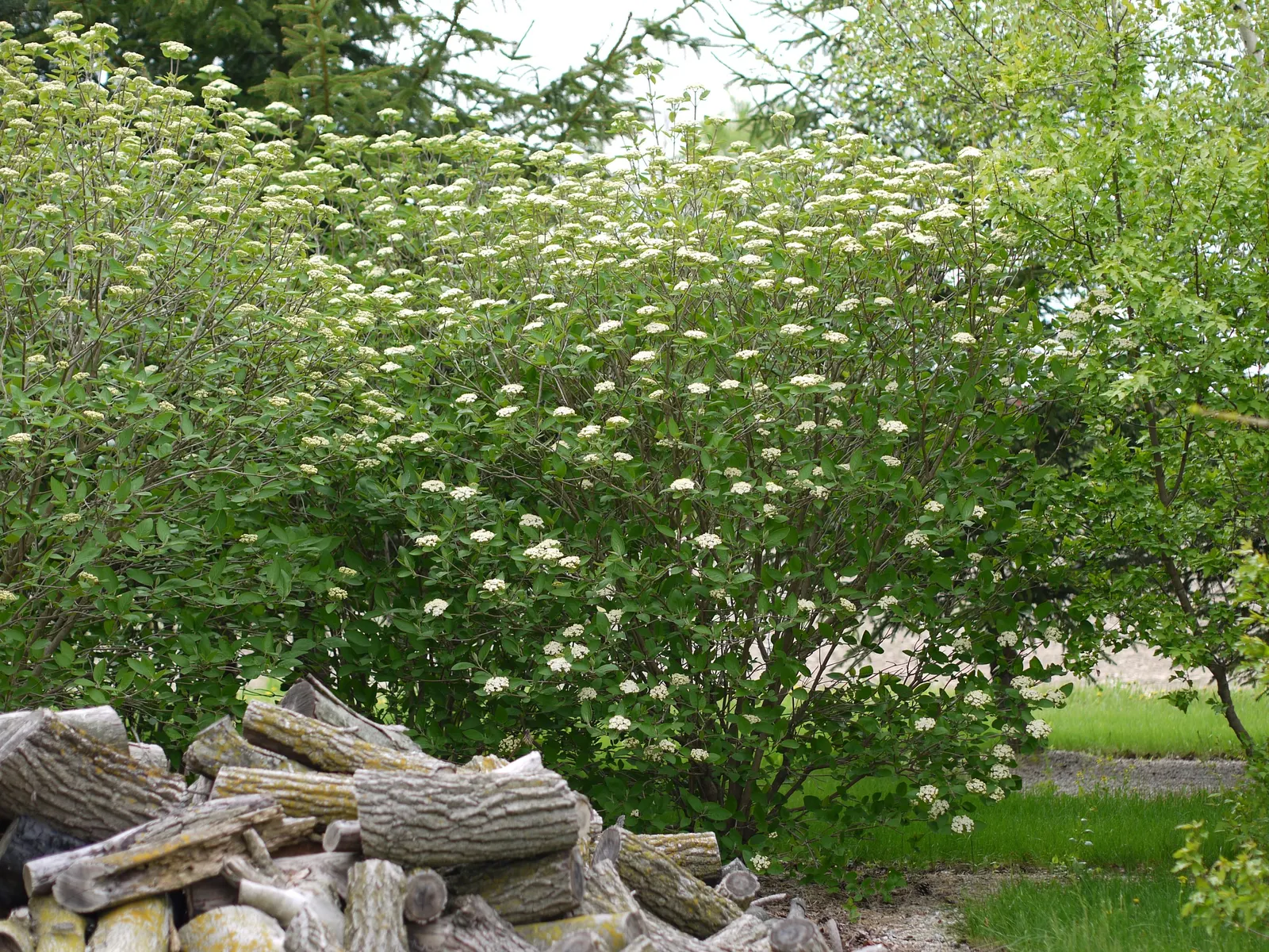 Mohican Viburnum (Viburnum Lantana 'Mohican') — It reaches a mature height of 7 feet with a spread of 5-6 feet