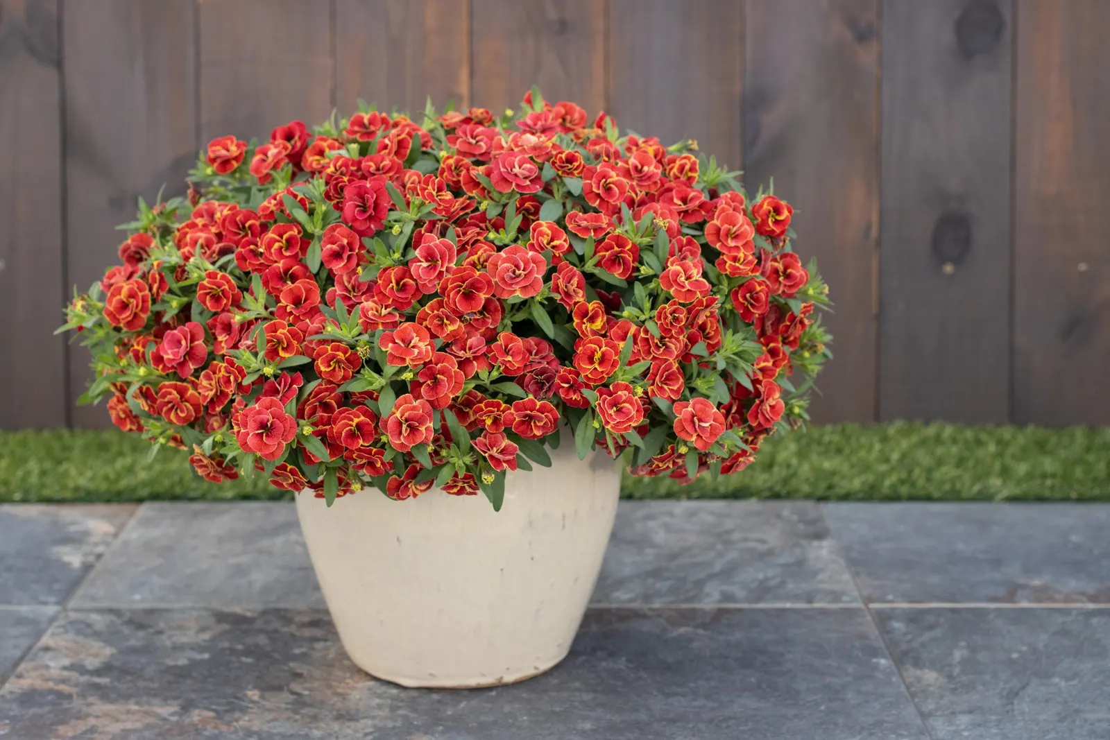 Double Redstone™ Double Calibrachoa — The Calibrachoa Double Redstone™ is a mounding-trailing annual with fully double