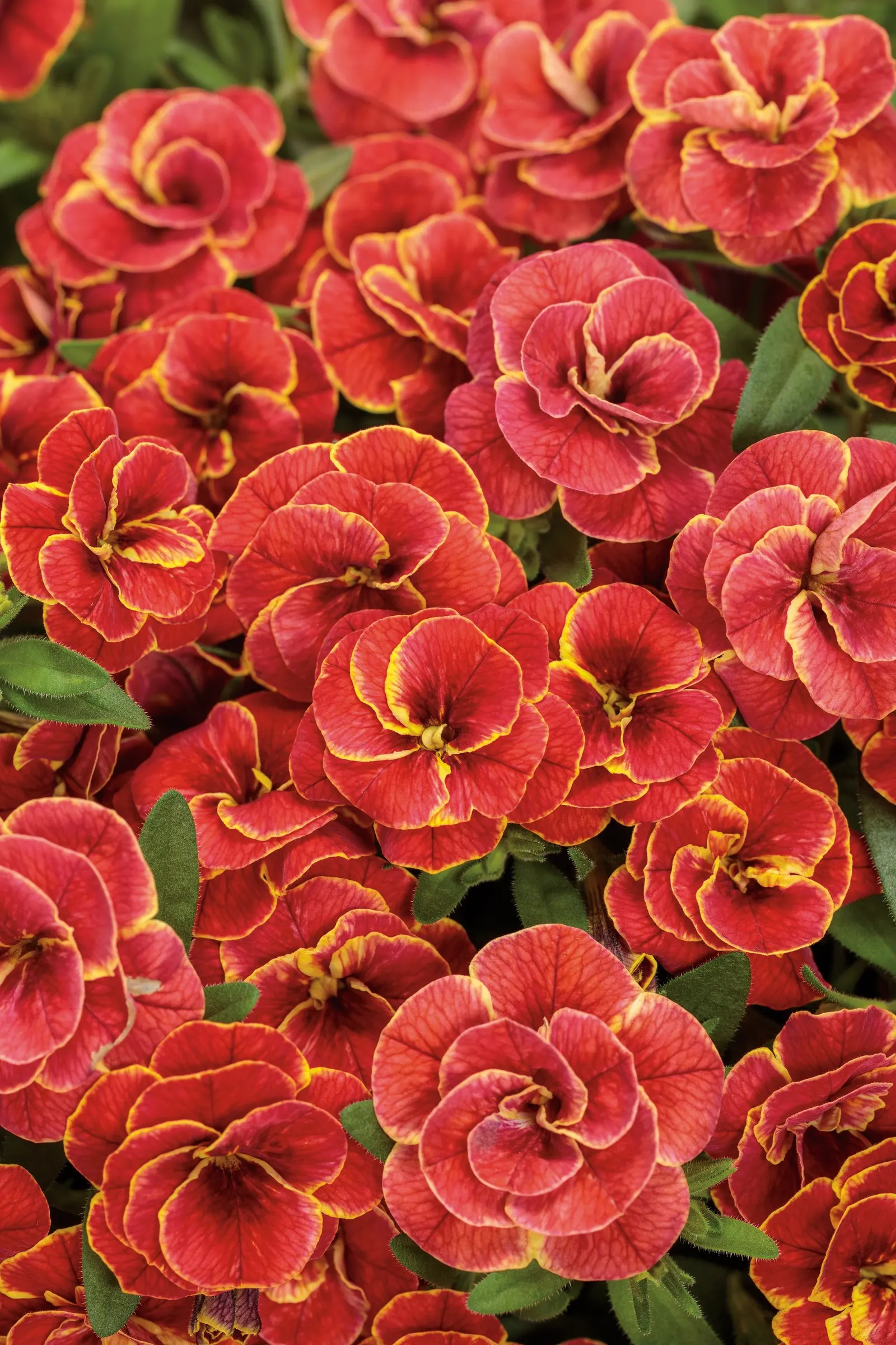 Double Redstone™ Double Calibrachoa — brick-red blooms edged in bright yellow