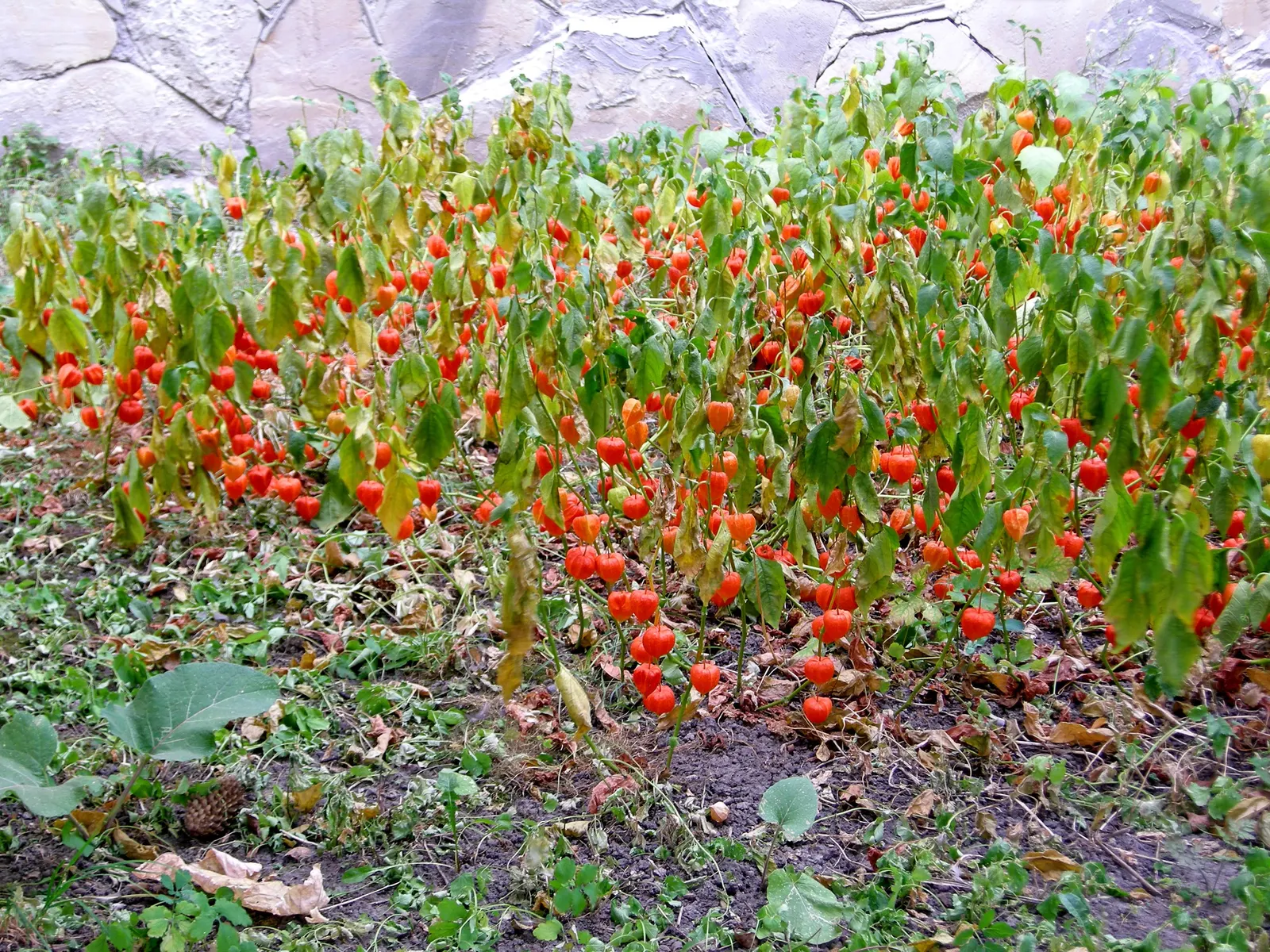 Trailing Abutilon (Abutilon Megapotamicum) — multi-colored and red flowers in the garden; the ample sunlight encourages the prolific blooming of its, image 79
