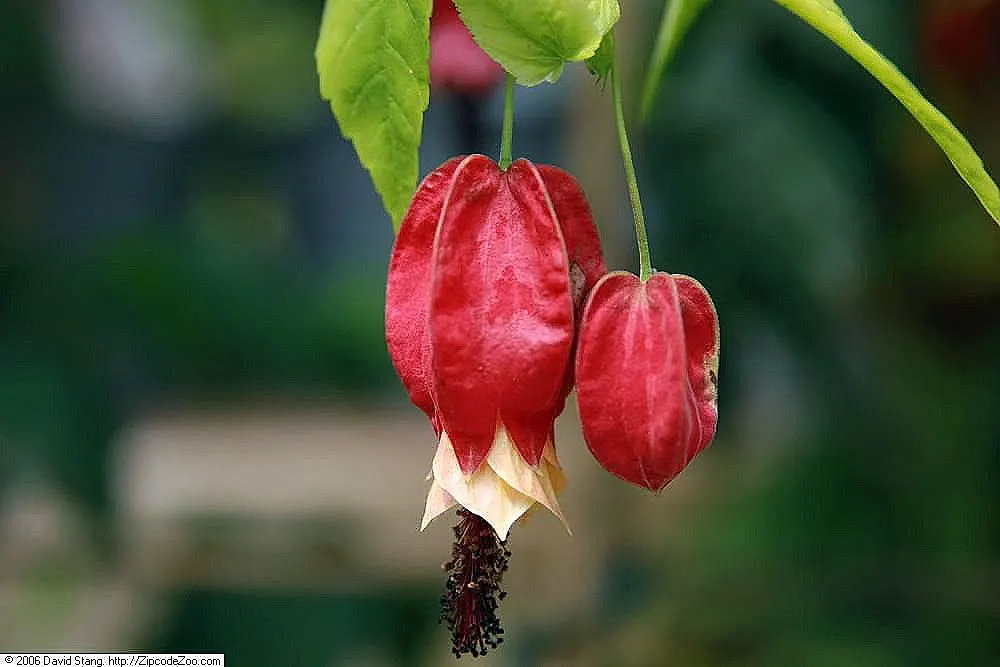 Trailing Abutilon (Abutilon Megapotamicum) — Pruning encourages bushiness and abundant blooms