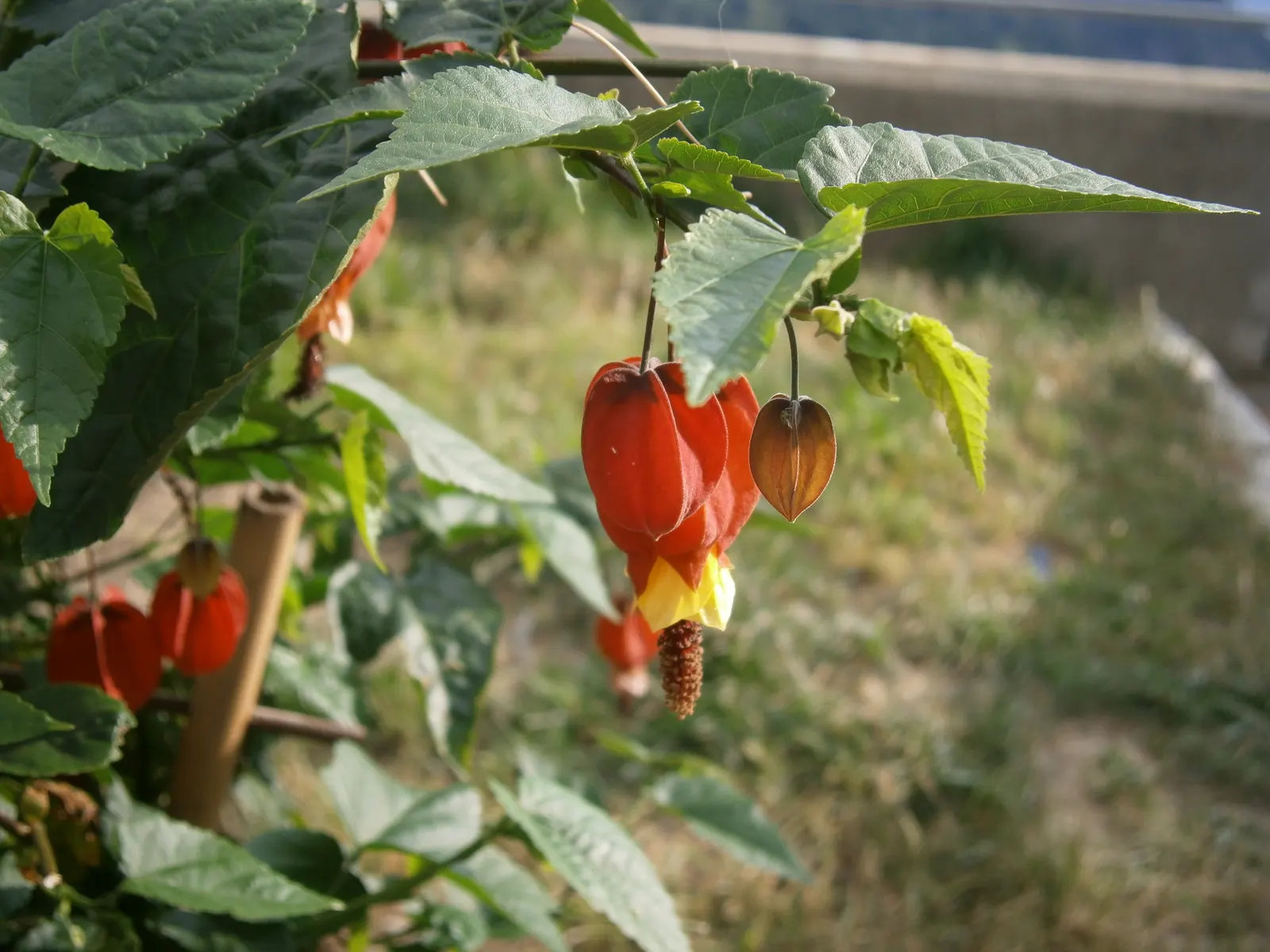 Trailing Abutilon (Abutilon Megapotamicum) — shrub / vine with multi-colored and red blooms; yet it is crucial to avoid waterlogged conditions, image 80
