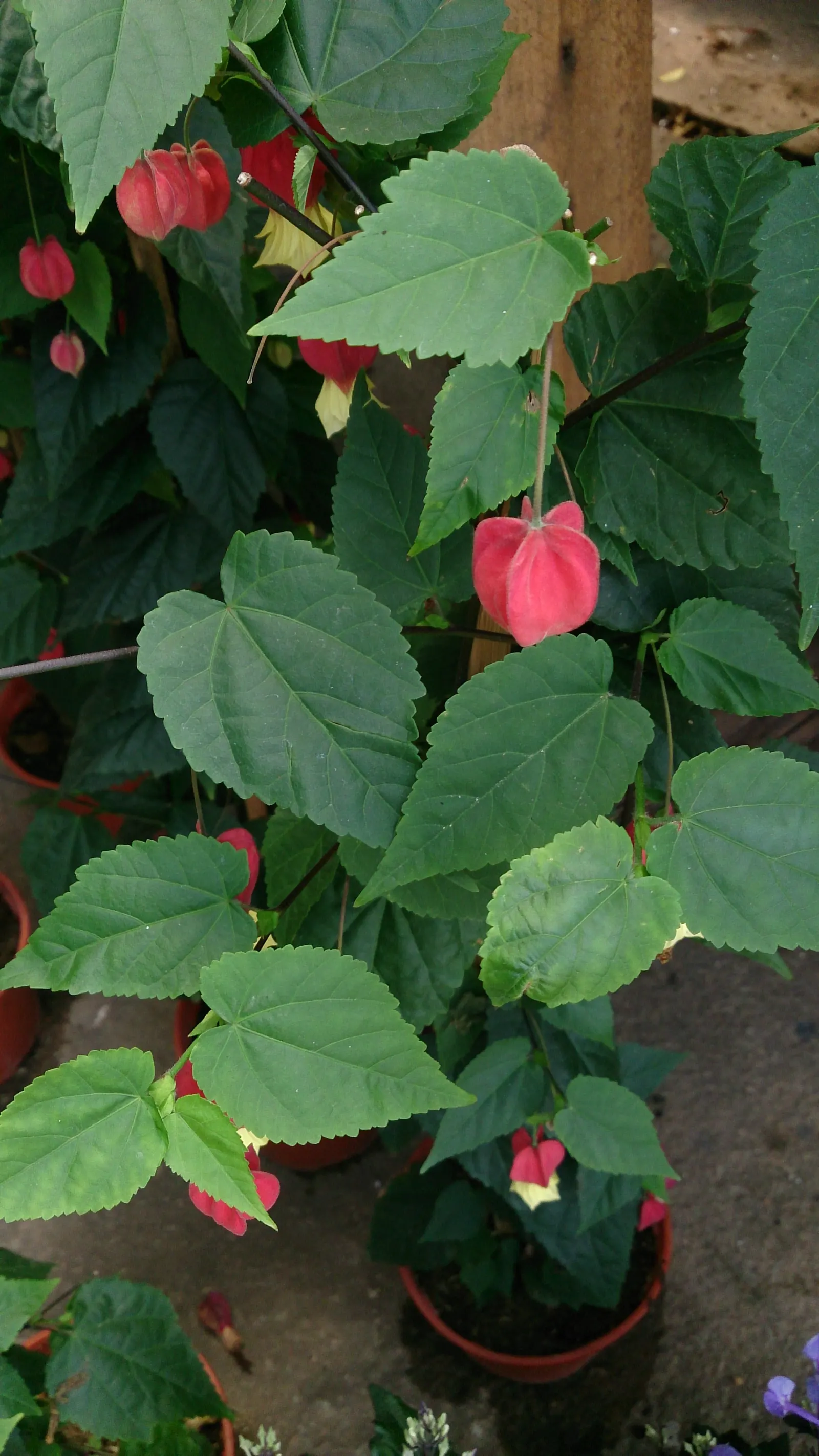 Trailing Abutilon (Abutilon Megapotamicum) — underscore its exotic appearance, image 50