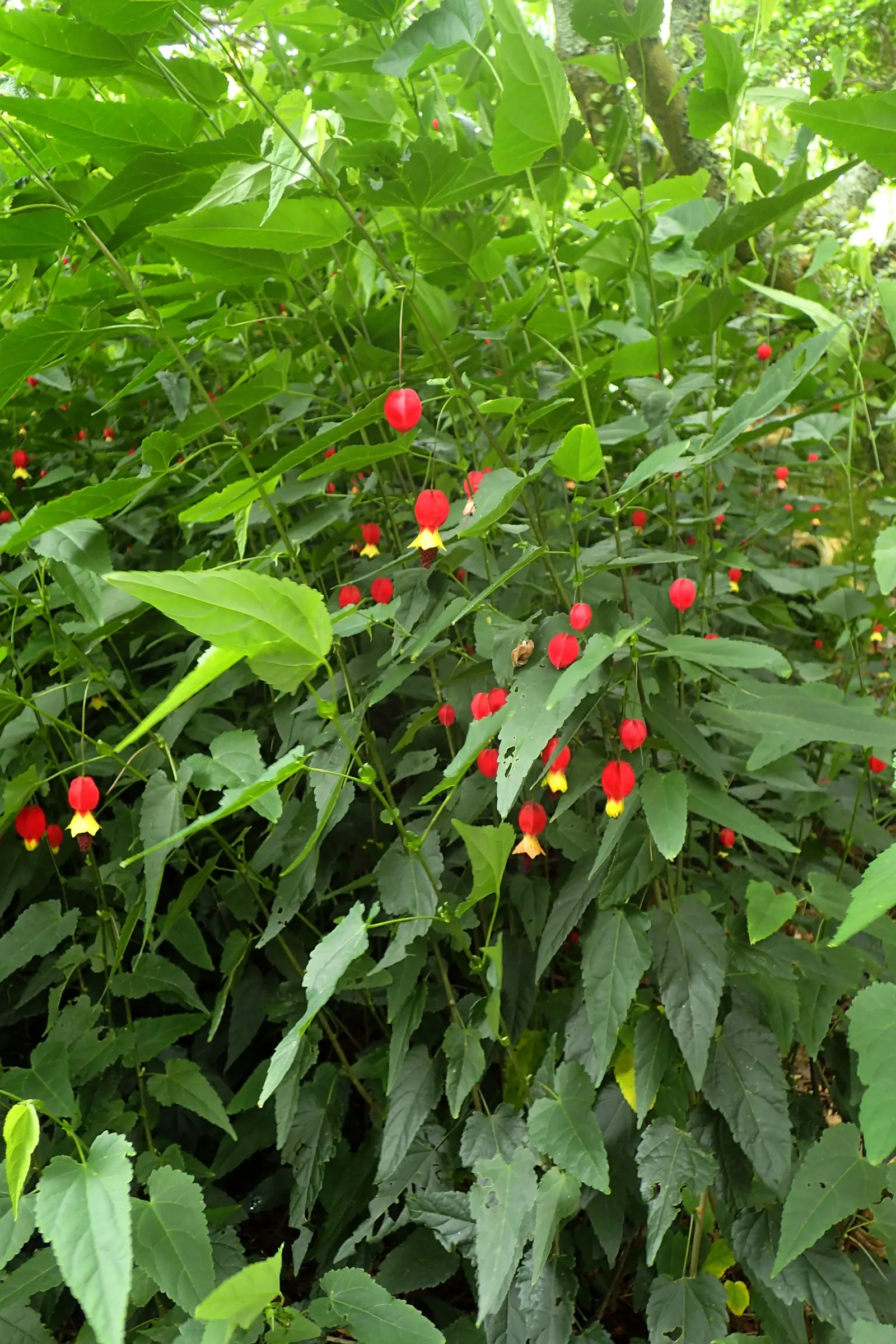Trailing Abutilon (Abutilon Megapotamicum) — injecting prolonged seasonal interest.<br><br>For care, image 68