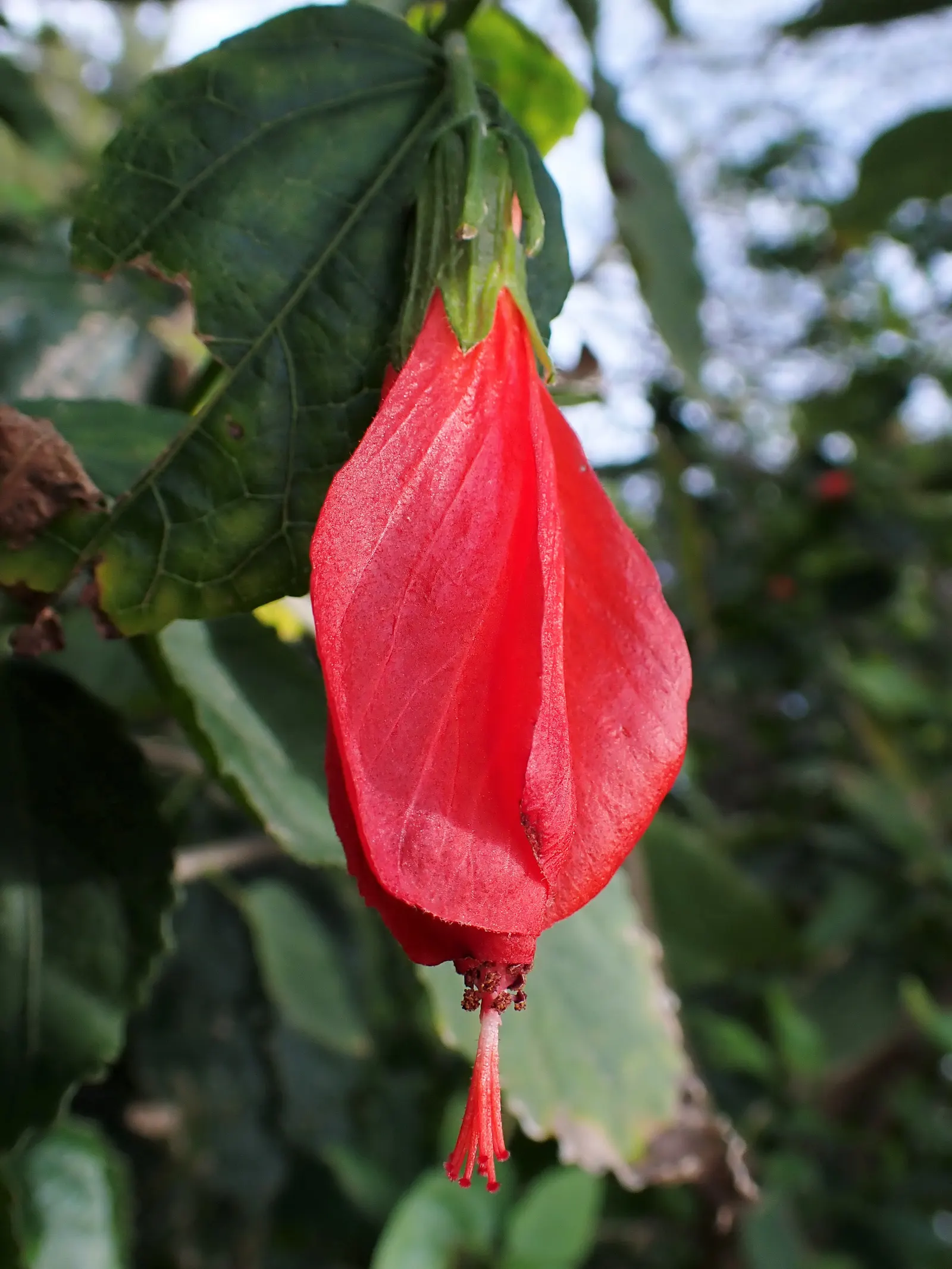 Trailing Abutilon (Abutilon Megapotamicum) — Abutilon megapotamicum can be trained against a trellis or wall; ideal for USDA zones 8-10, it thrives, image 74