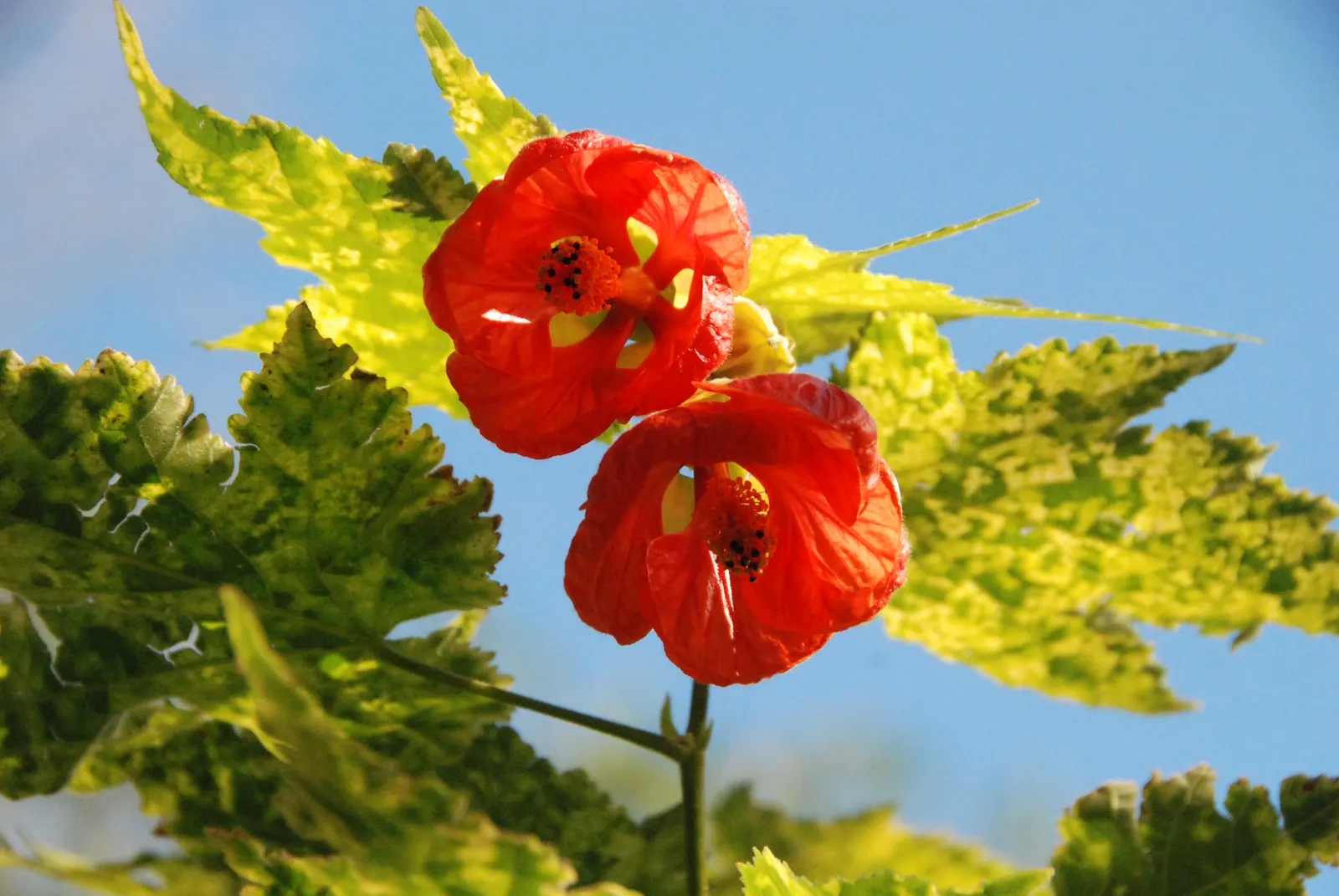 Trailing Abutilon (Abutilon Megapotamicum) — is a trailing evergreen shrub featuring bell-shaped yellow flowers with striking red calyces; it adds vibrant