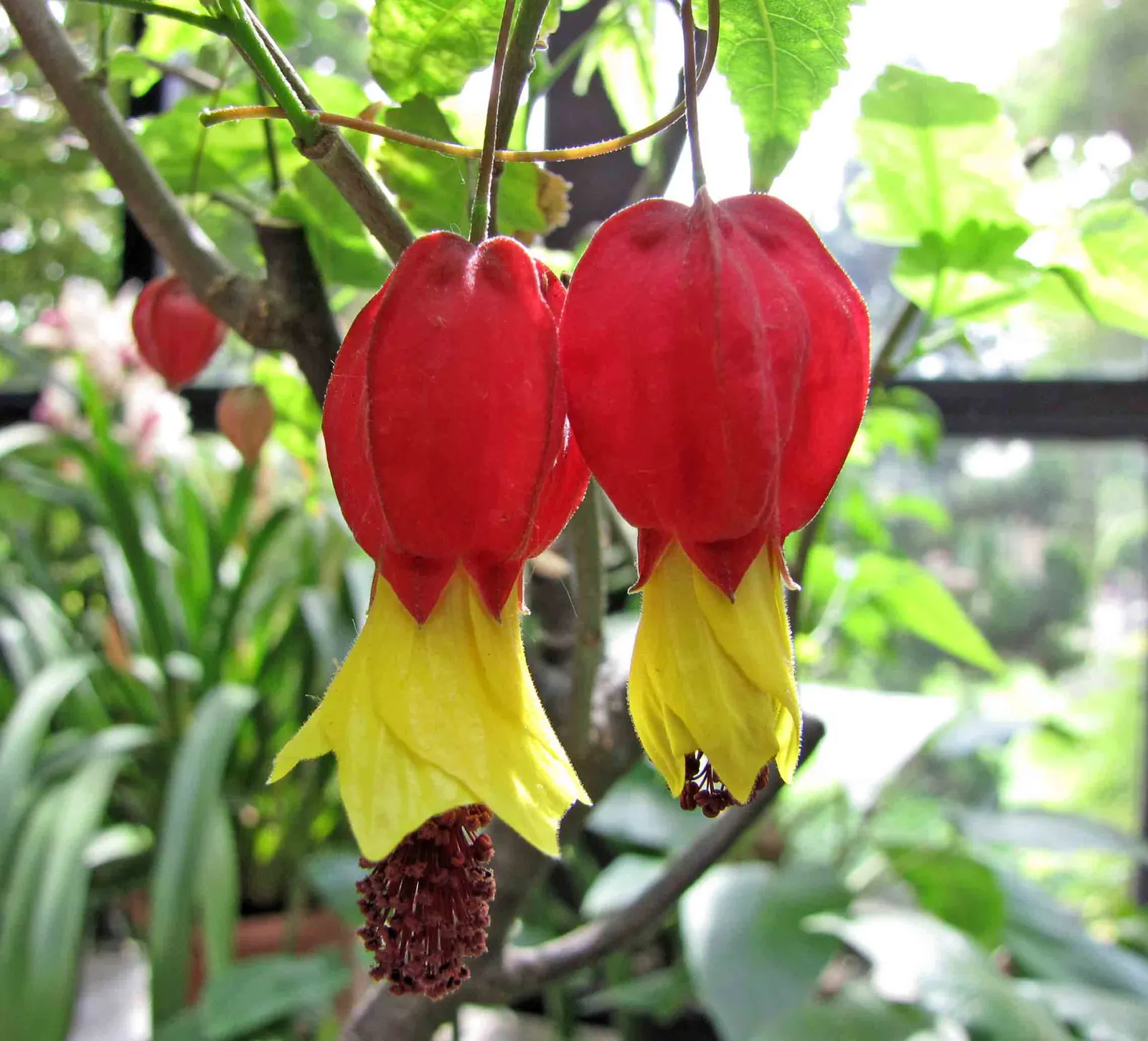 Trailing Abutilon (Abutilon Megapotamicum) — and versatility in the landscape; typically reaching 2-3 feet in height with a spread of 3-4 feet