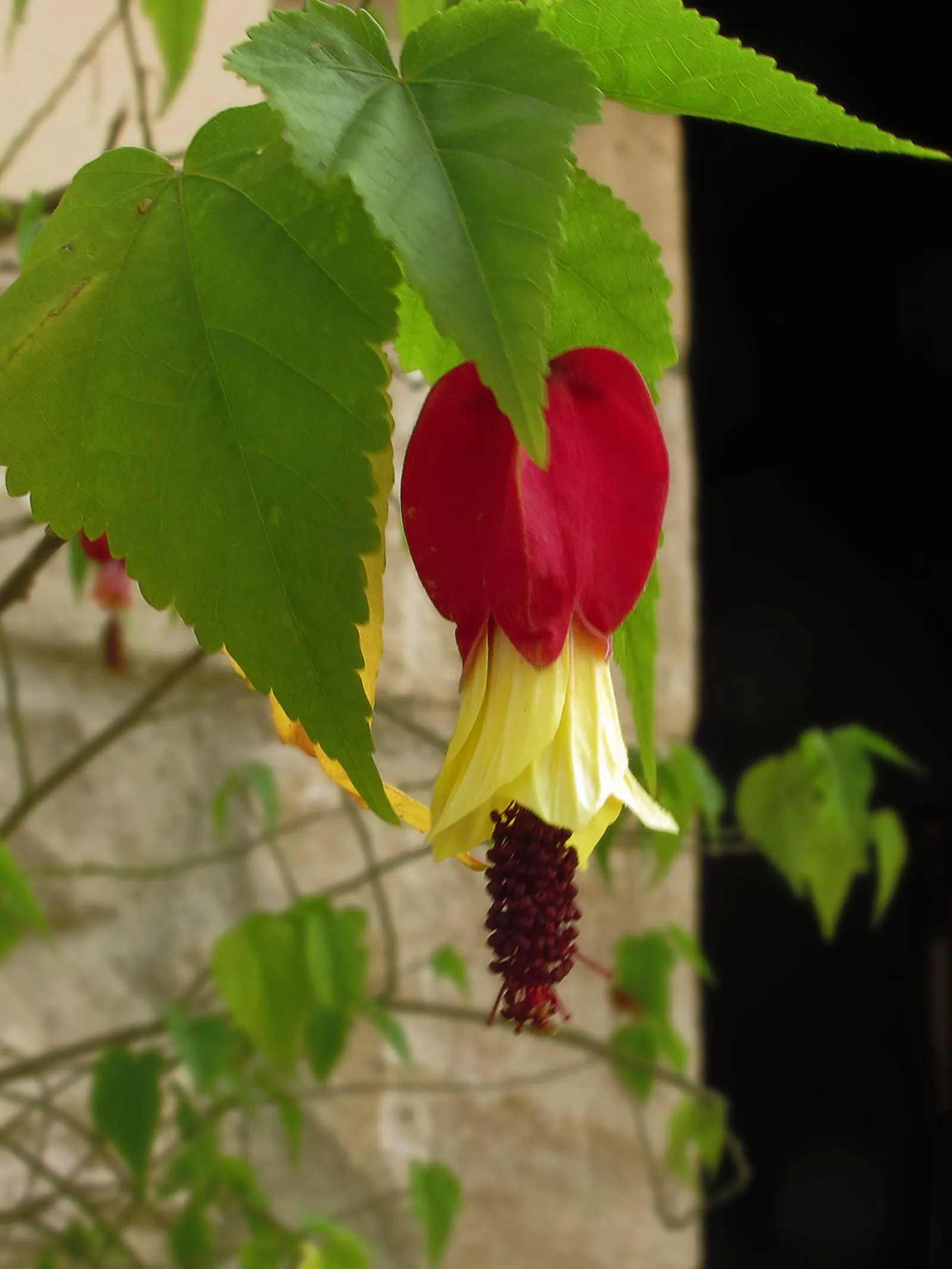Trailing Abutilon (Abutilon Megapotamicum) — This semi-evergreen shrub typically reaches a height of 6 to 10 feet and spreads out 4 to 6 feet; slow-release