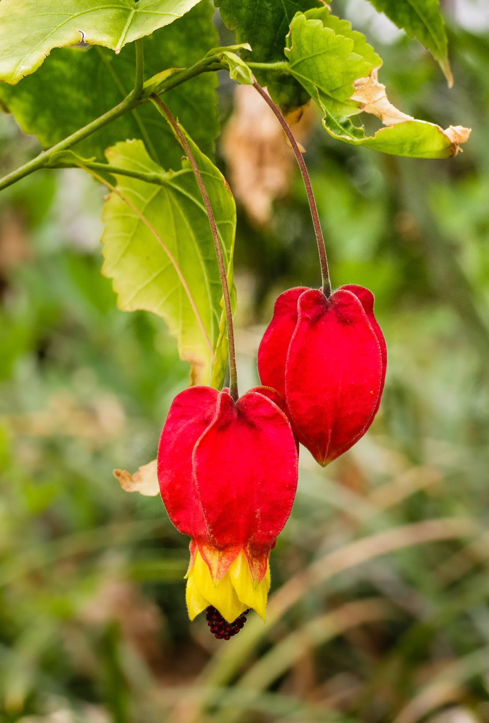 Trailing Abutilon (Abutilon Megapotamicum) — Pruning encourages bushiness and abundant blooms, image 59
