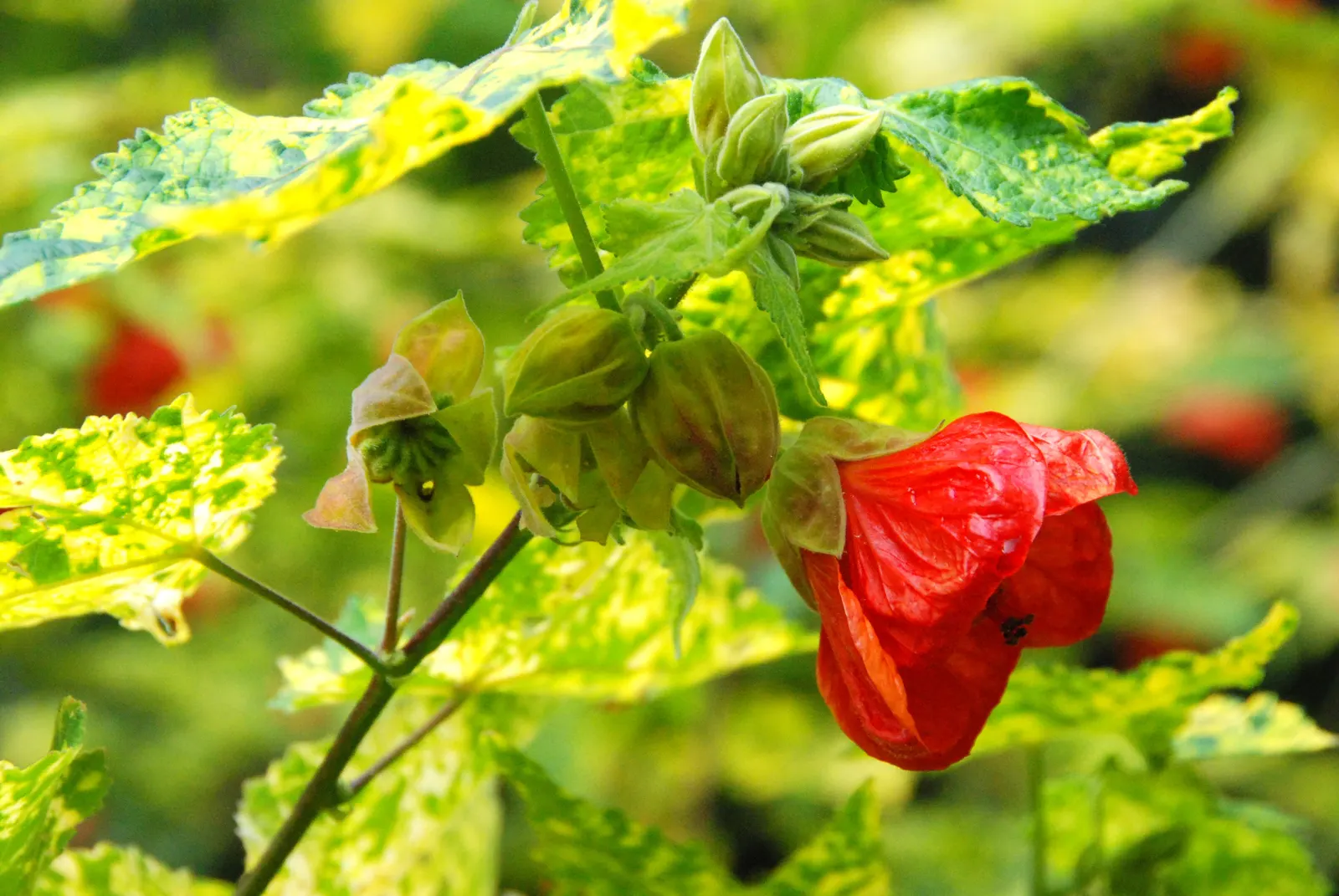 Trailing Abutilon (Abutilon Megapotamicum) — shrub / vine with multi-colored and red blooms