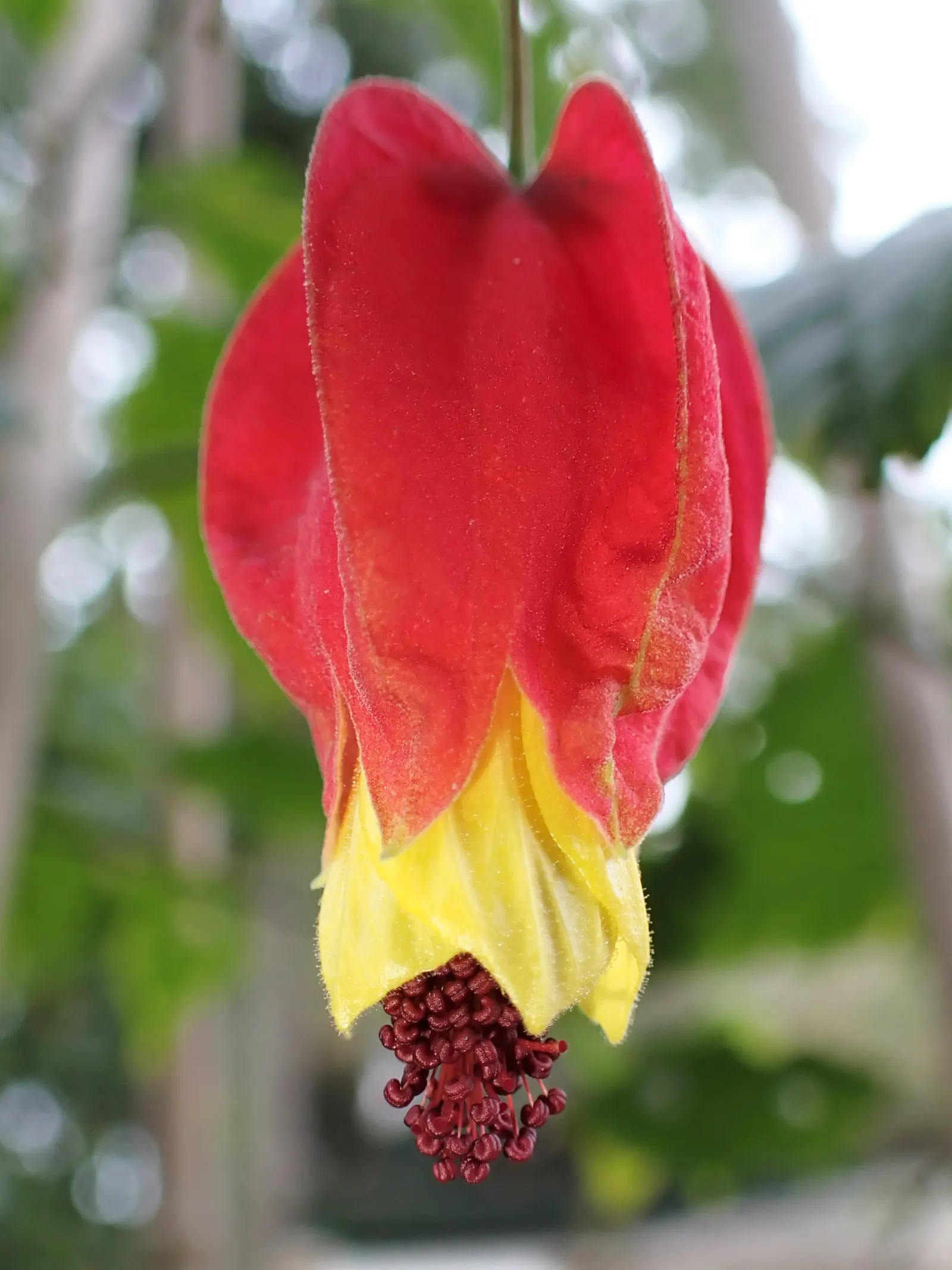Trailing Abutilon (Abutilon Megapotamicum) — The ample sunlight encourages the prolific blooming of its distinctive flowers