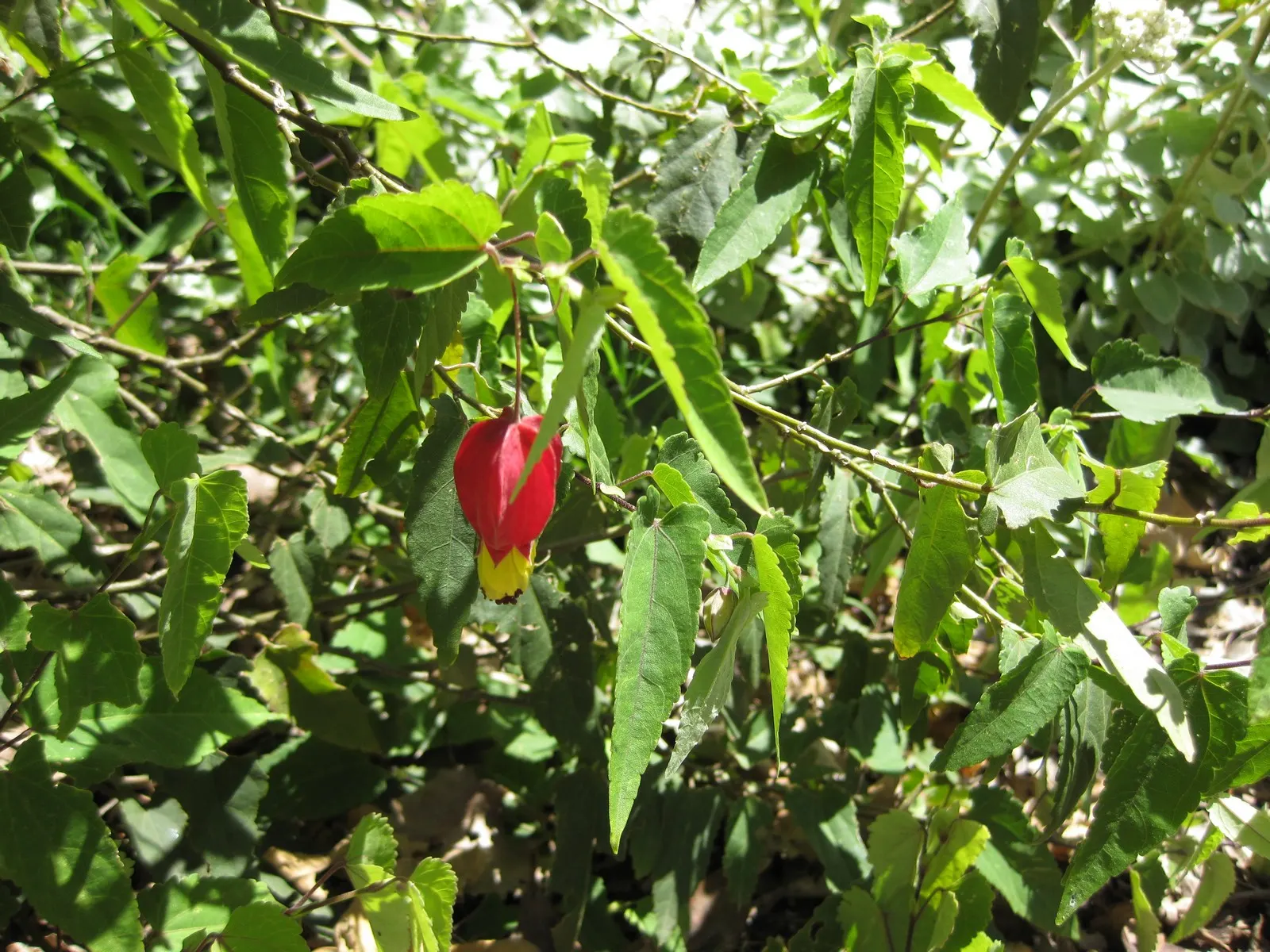 Trailing Abutilon (Abutilon Megapotamicum) — yet it is crucial to avoid waterlogged conditions which can lead to root rot