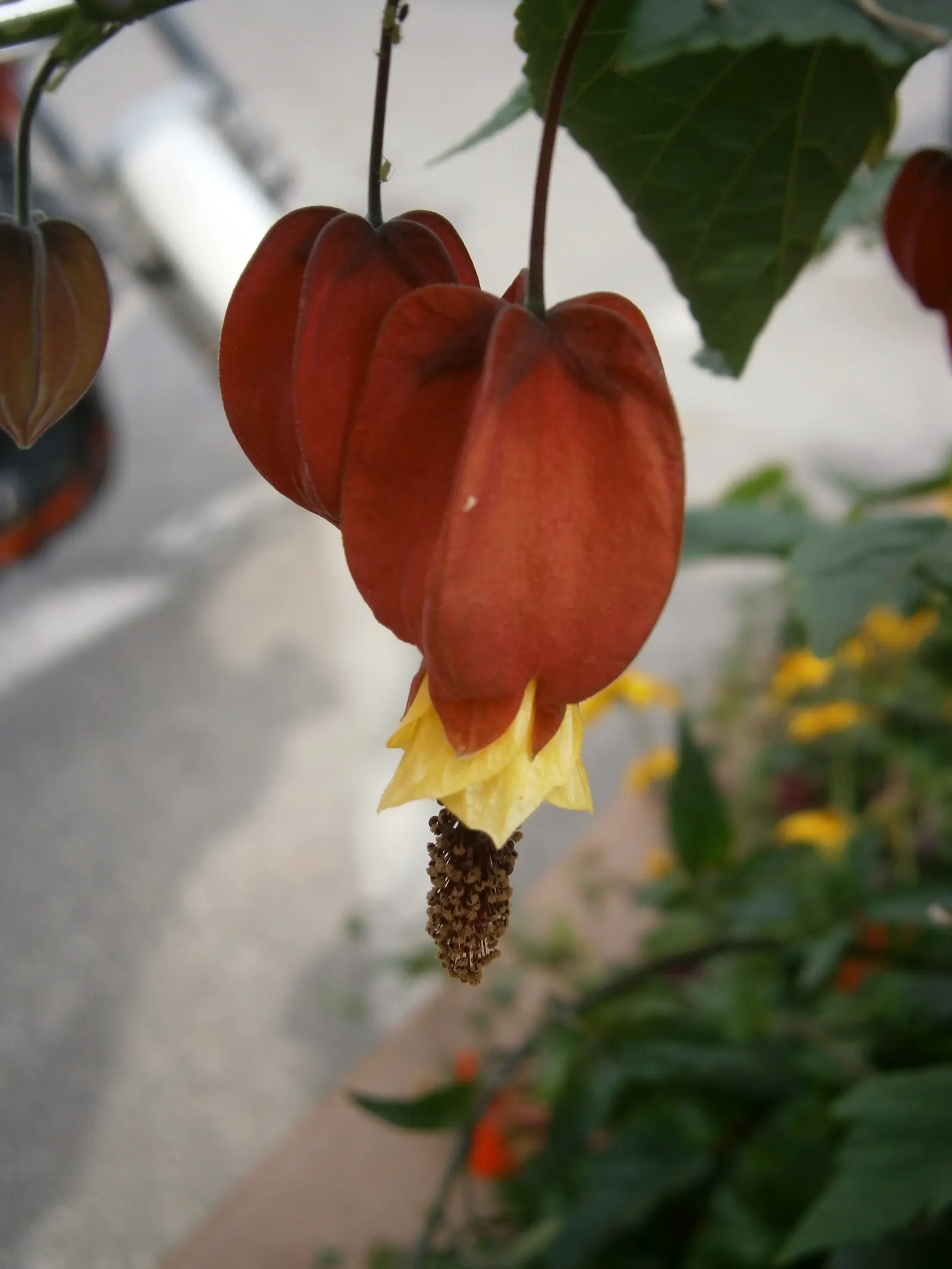 Trailing Abutilon (Abutilon Megapotamicum) — injecting prolonged seasonal interest.<br><br>For care, image 41